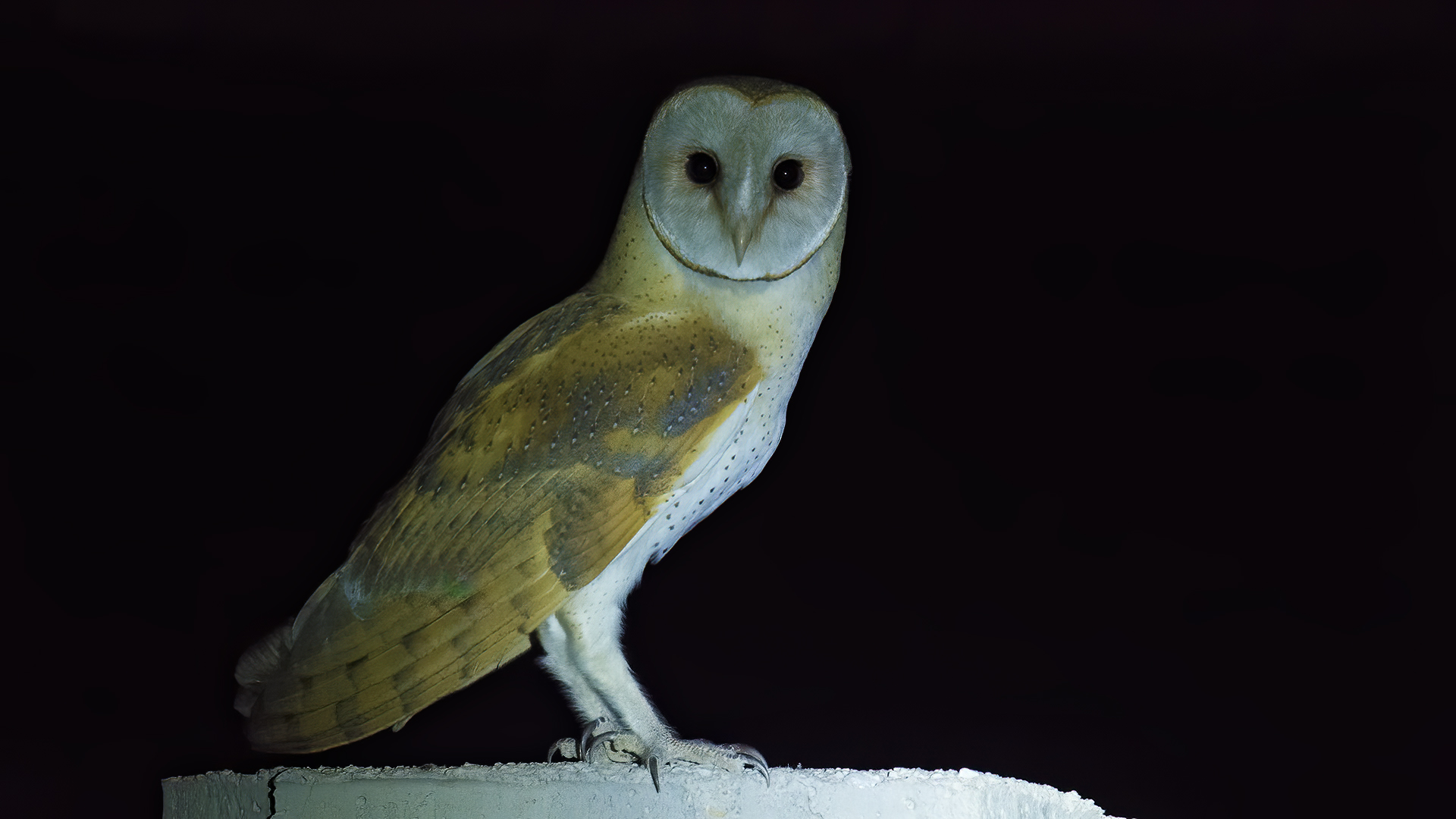Peçeli baykuş » Western Barn Owl » Tyto alba