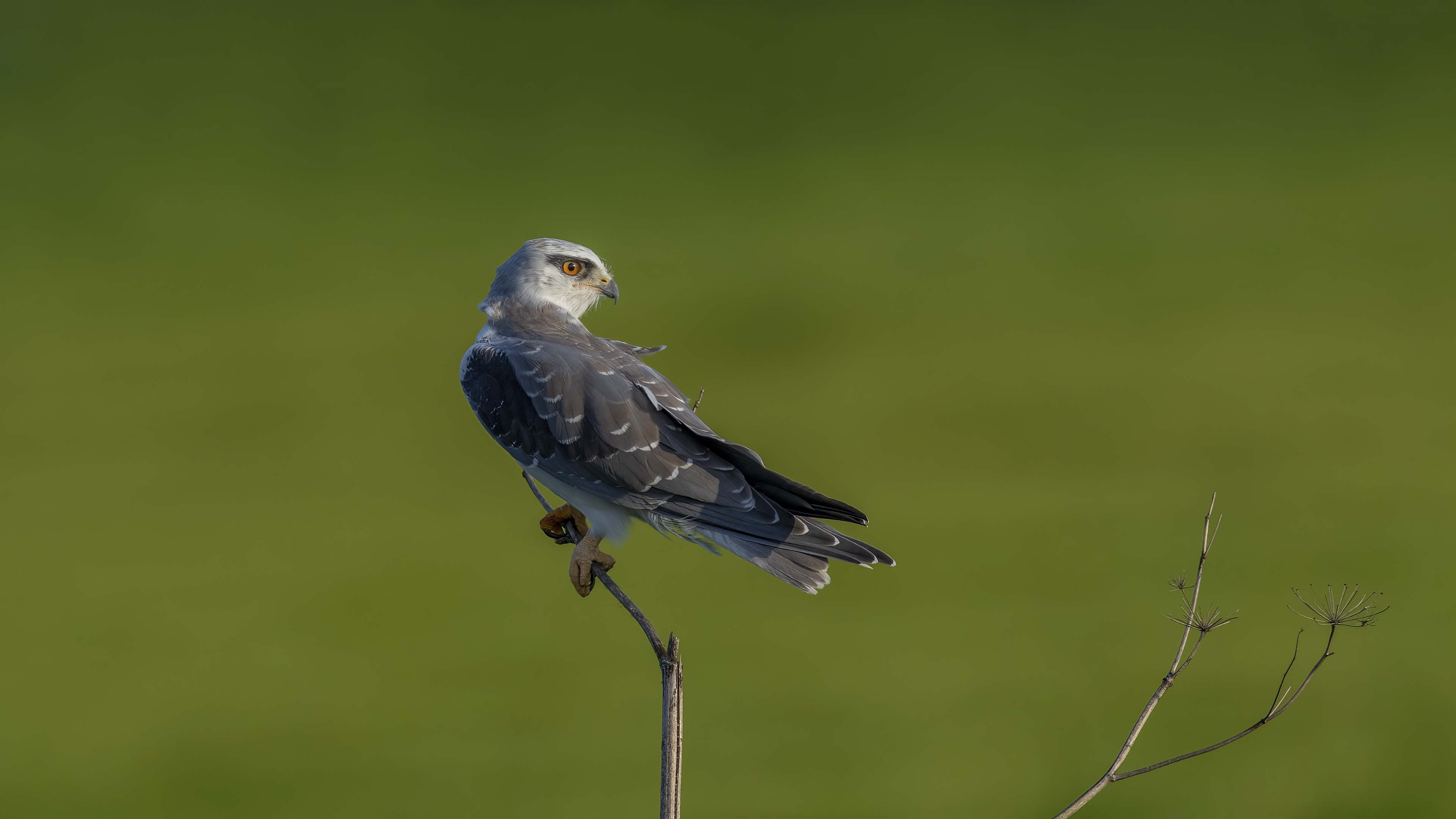 Ak çaylak » Black-winged Kite » Elanus caeruleus
