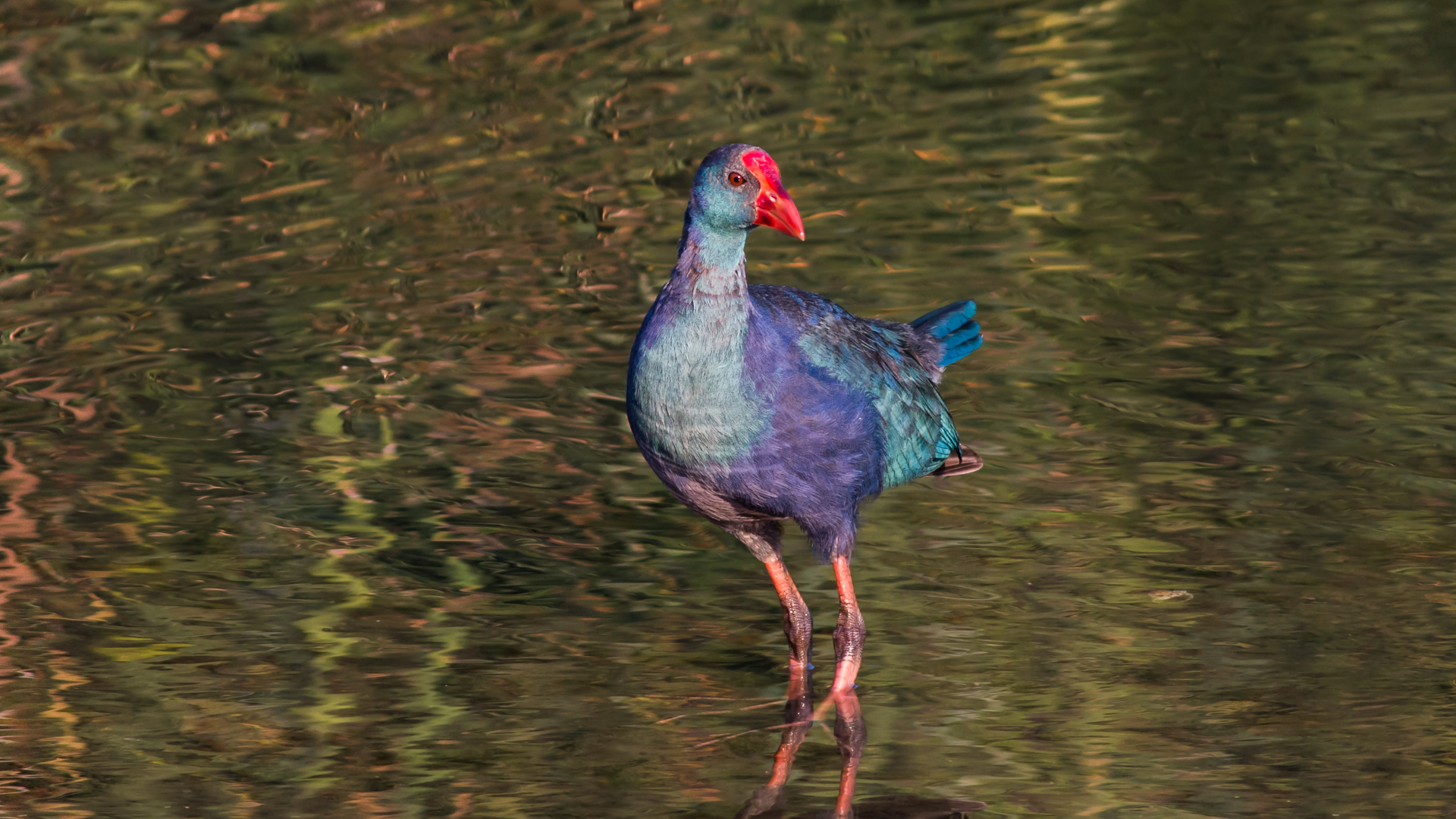 Sazhorozu » Grey-headed Swamphen » Porphyrio poliocephalus
