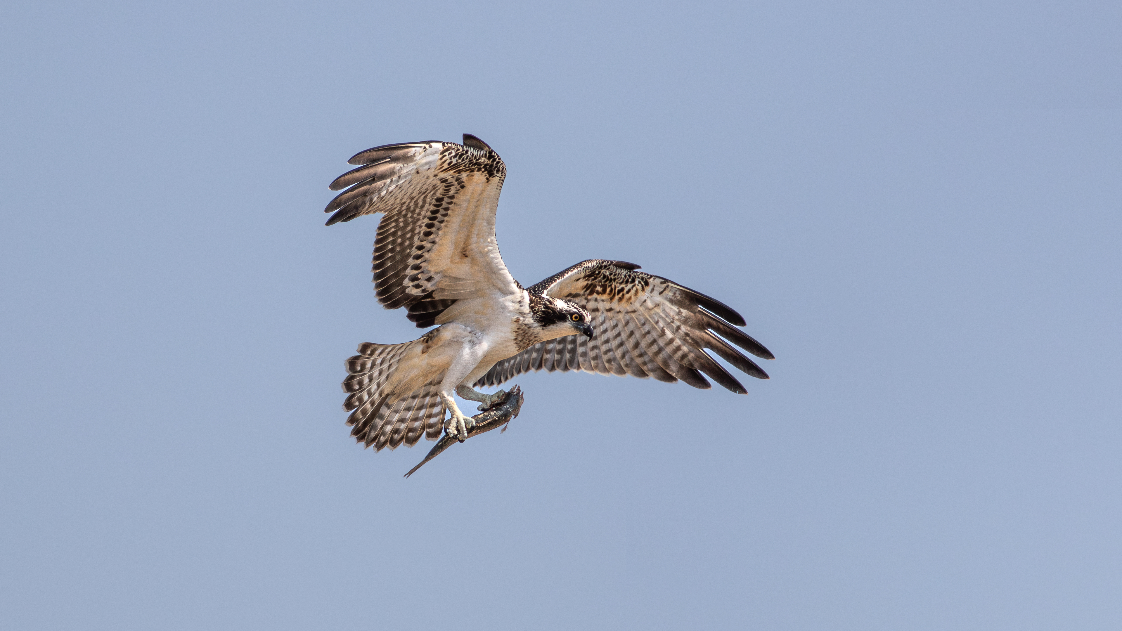 Balık kartalı » Osprey » Pandion haliaetus
