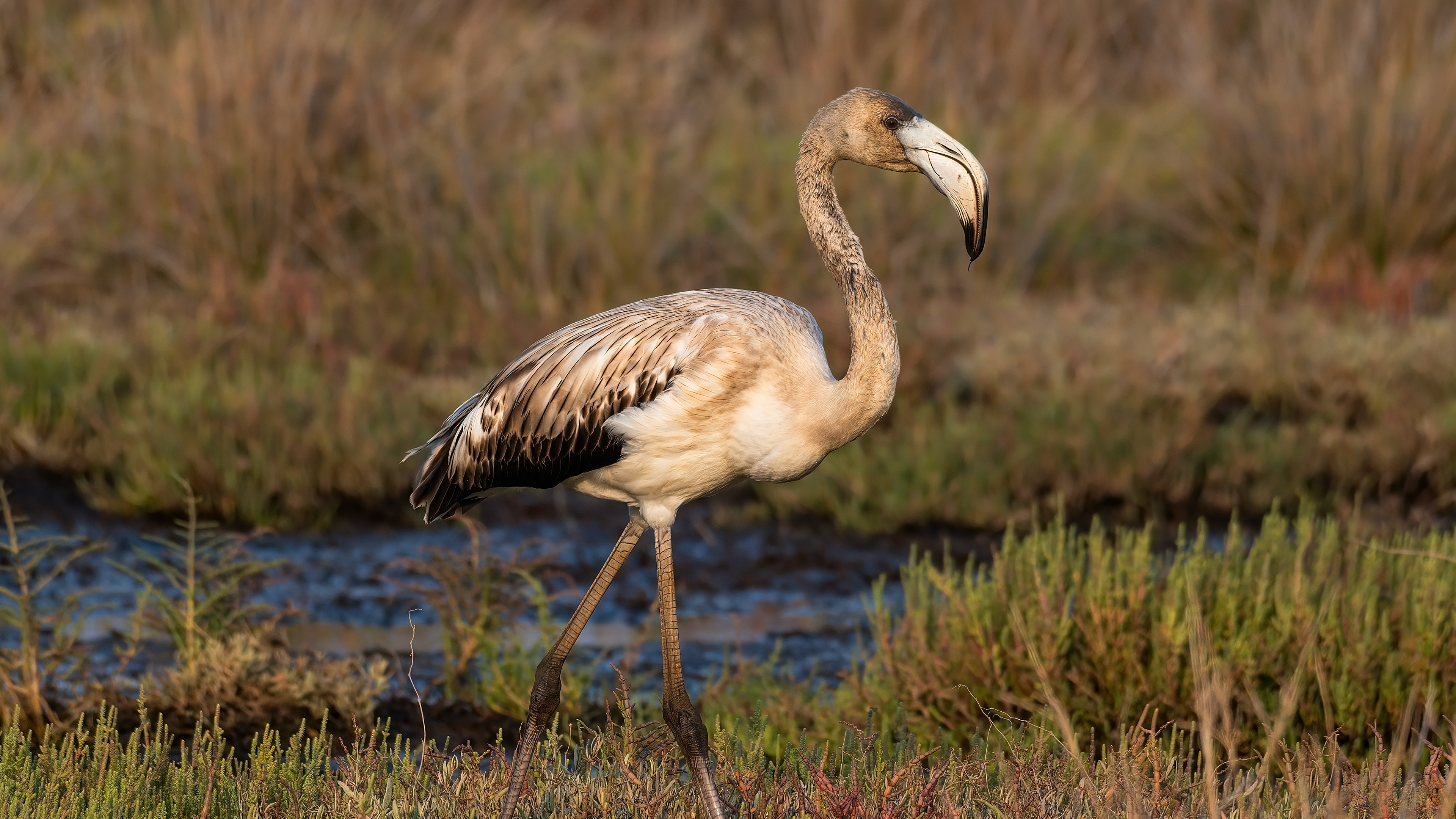 Flamingo