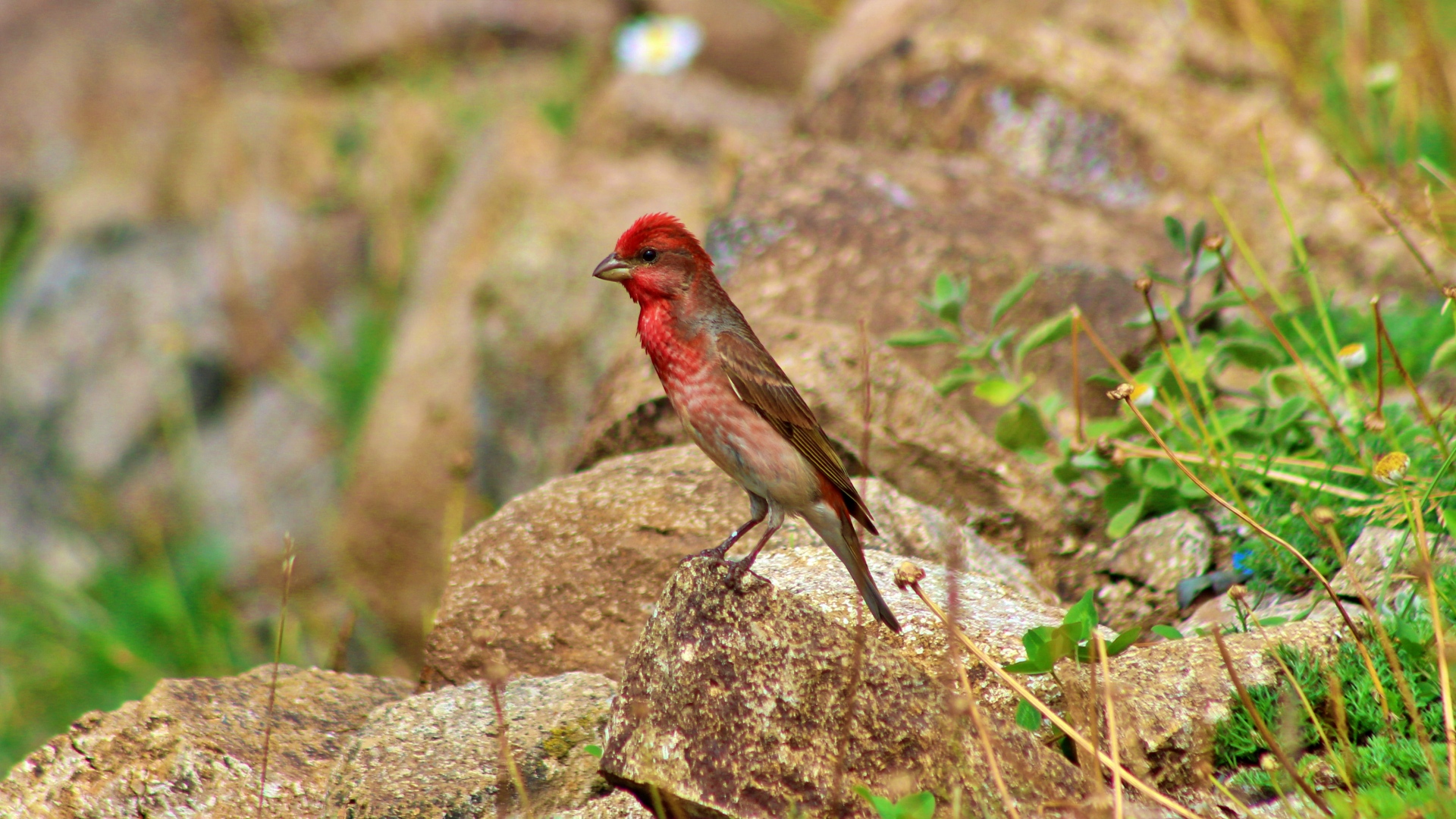 Çütre » Common Rosefinch » Carpodacus erythrinus