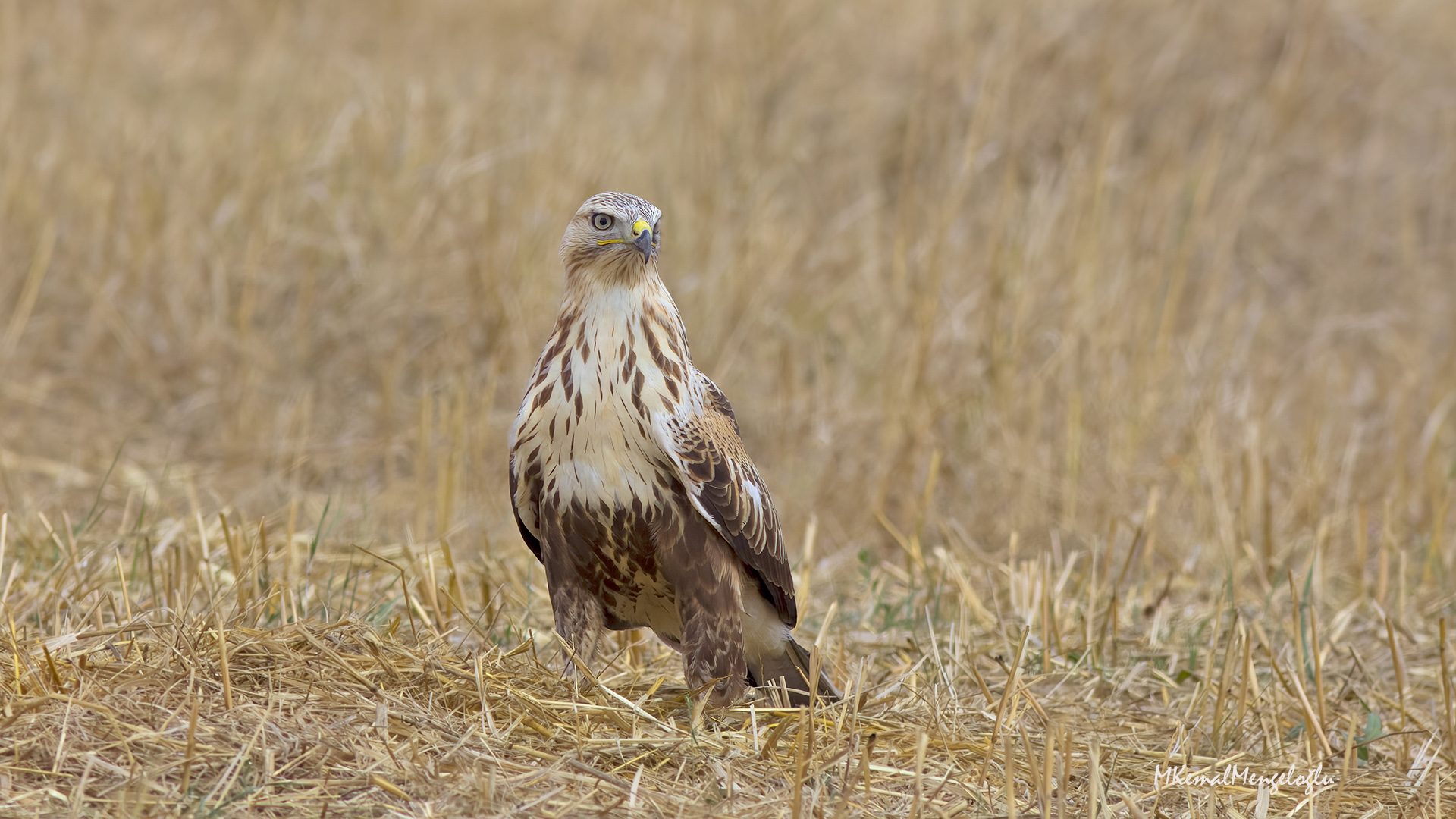 Kızıl şahin » Long-legged Buzzard » Buteo rufinus