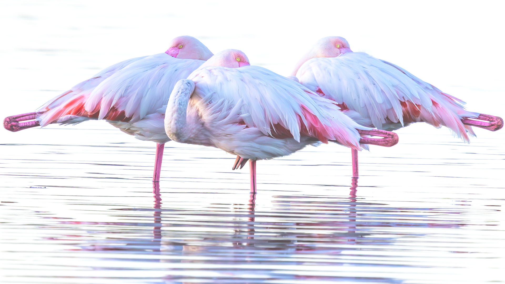 Flamingo » Greater Flamingo » Phoenicopterus roseus