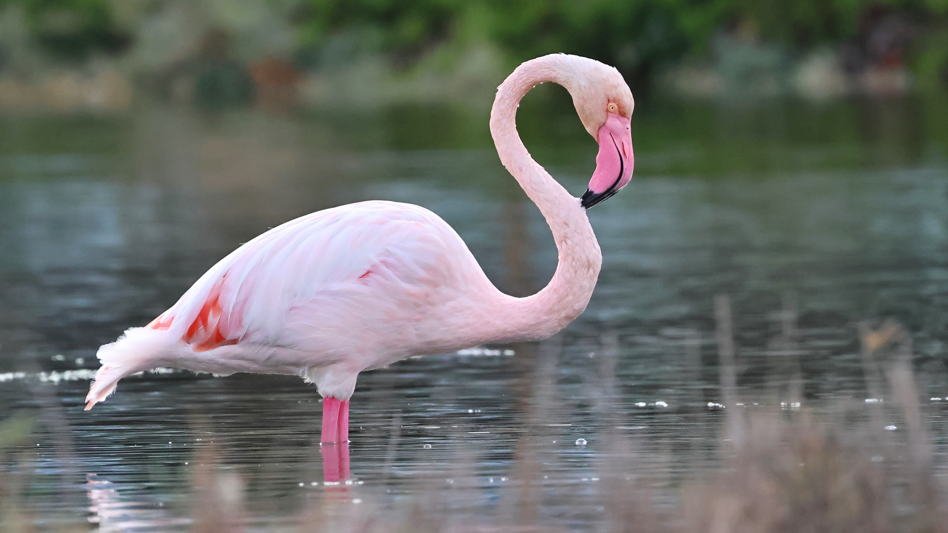 Flamingo