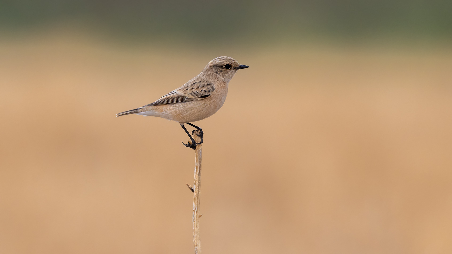 Sibirya taşkuşu » Siberian Stonechat » Saxicola maurus