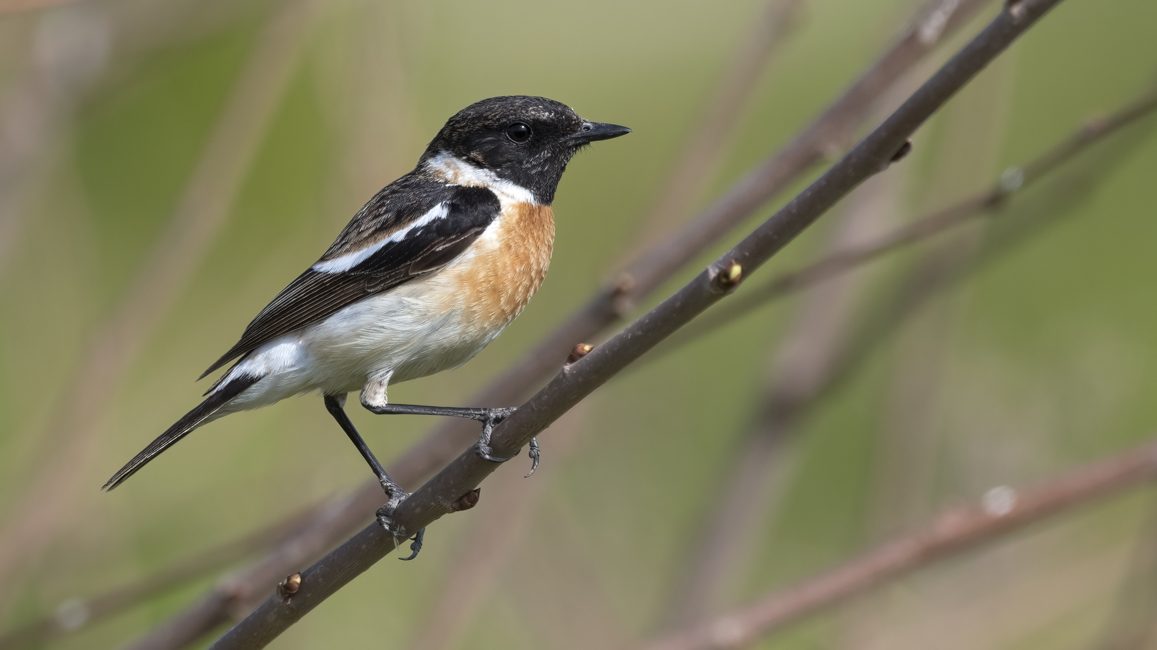 Sibirya taşkuşu » Siberian Stonechat » Saxicola maurus
