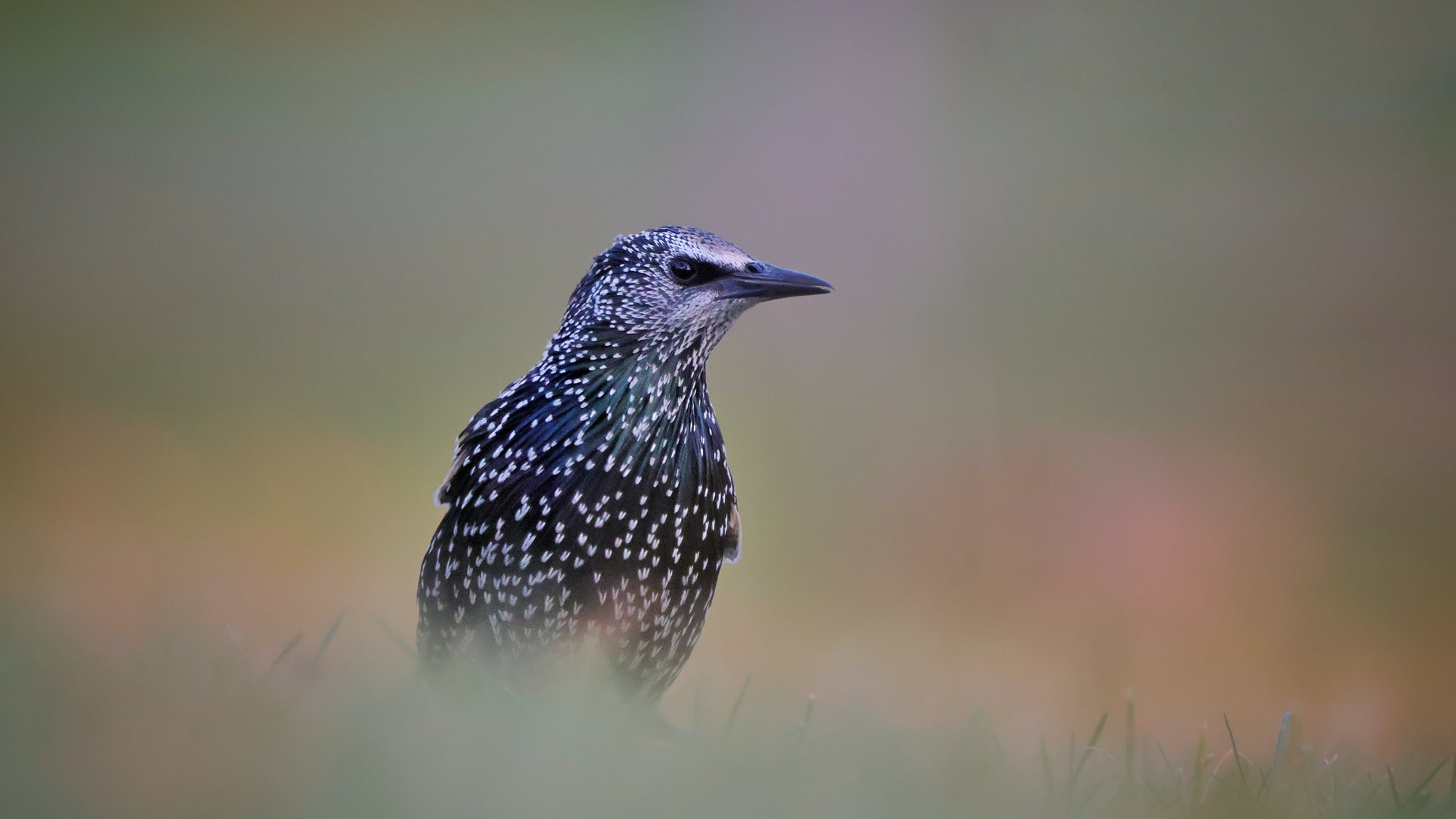 Sığırcık » Common Starling » Sturnus vulgaris