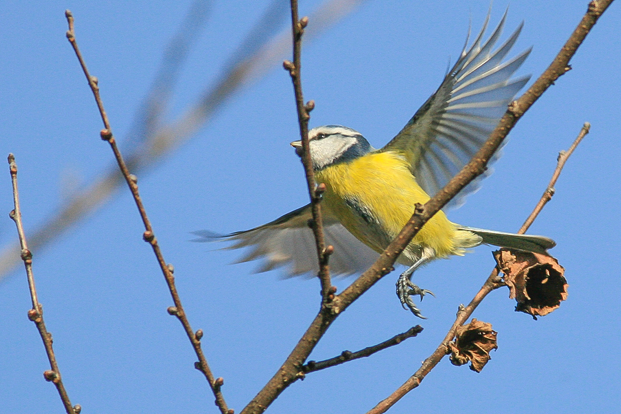 Mavi baştankara