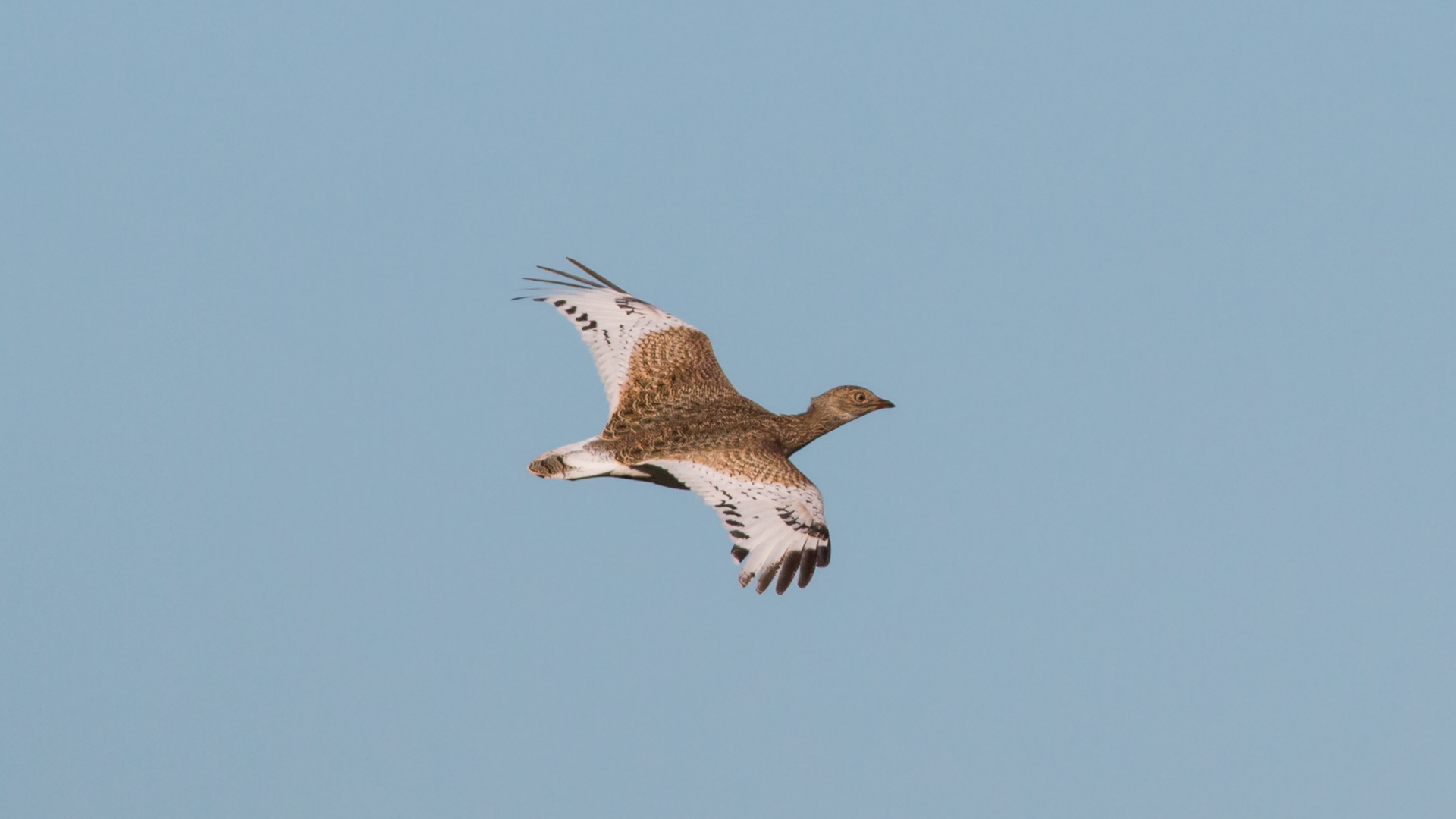 Mezgeldek » Little Bustard » Tetrax tetrax