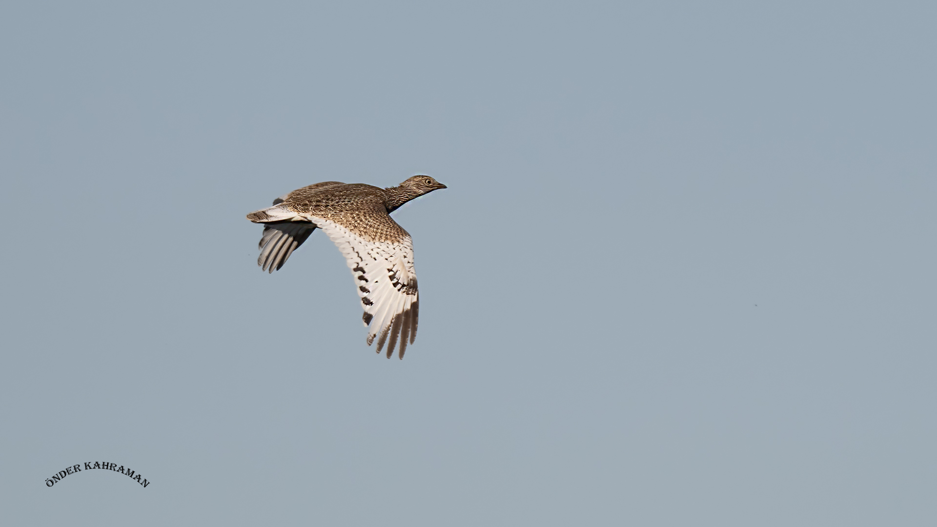 Mezgeldek » Little Bustard » Tetrax tetrax