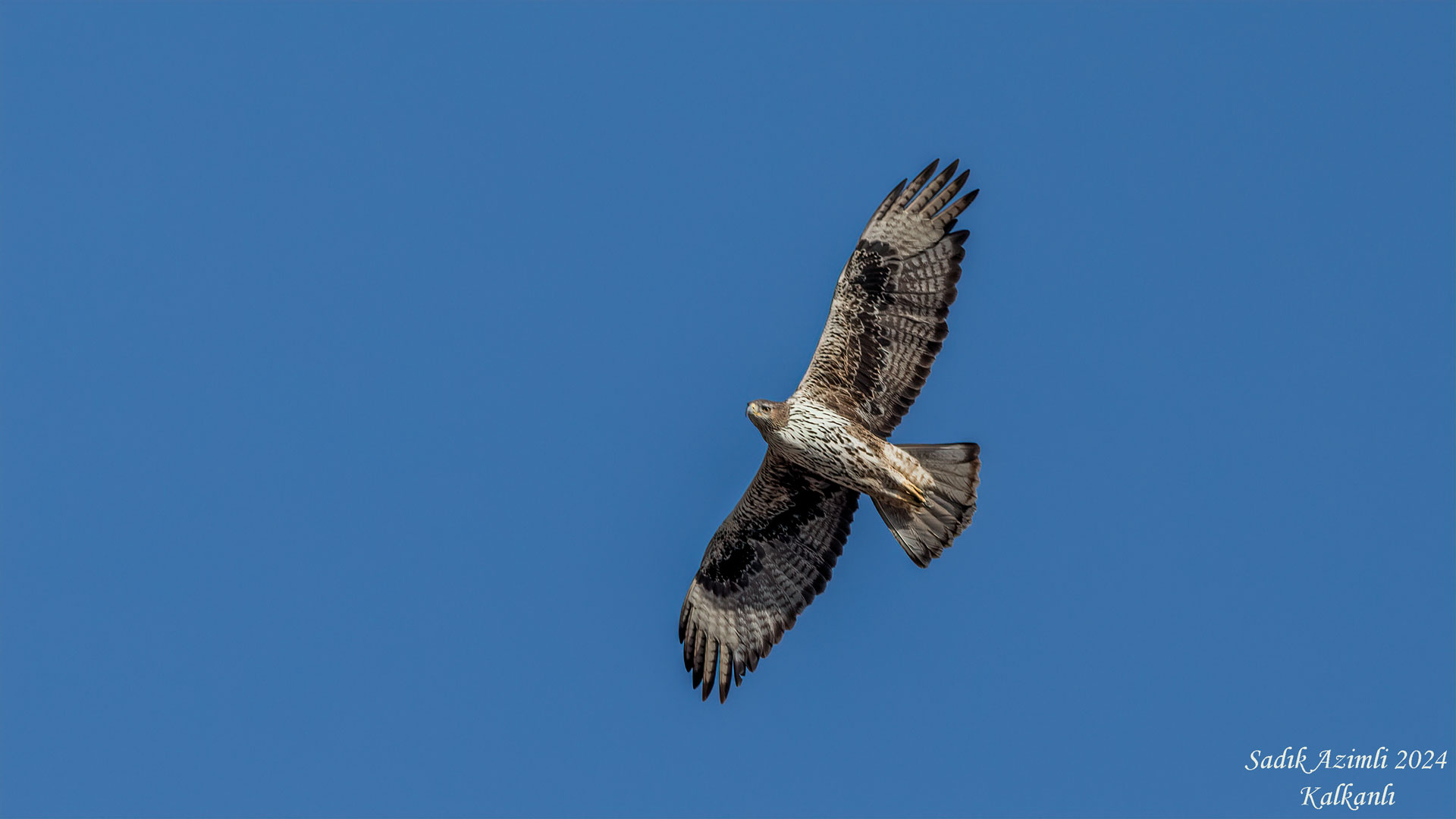 Tavşancıl » Bonelli`s Eagle » Aquila fasciata