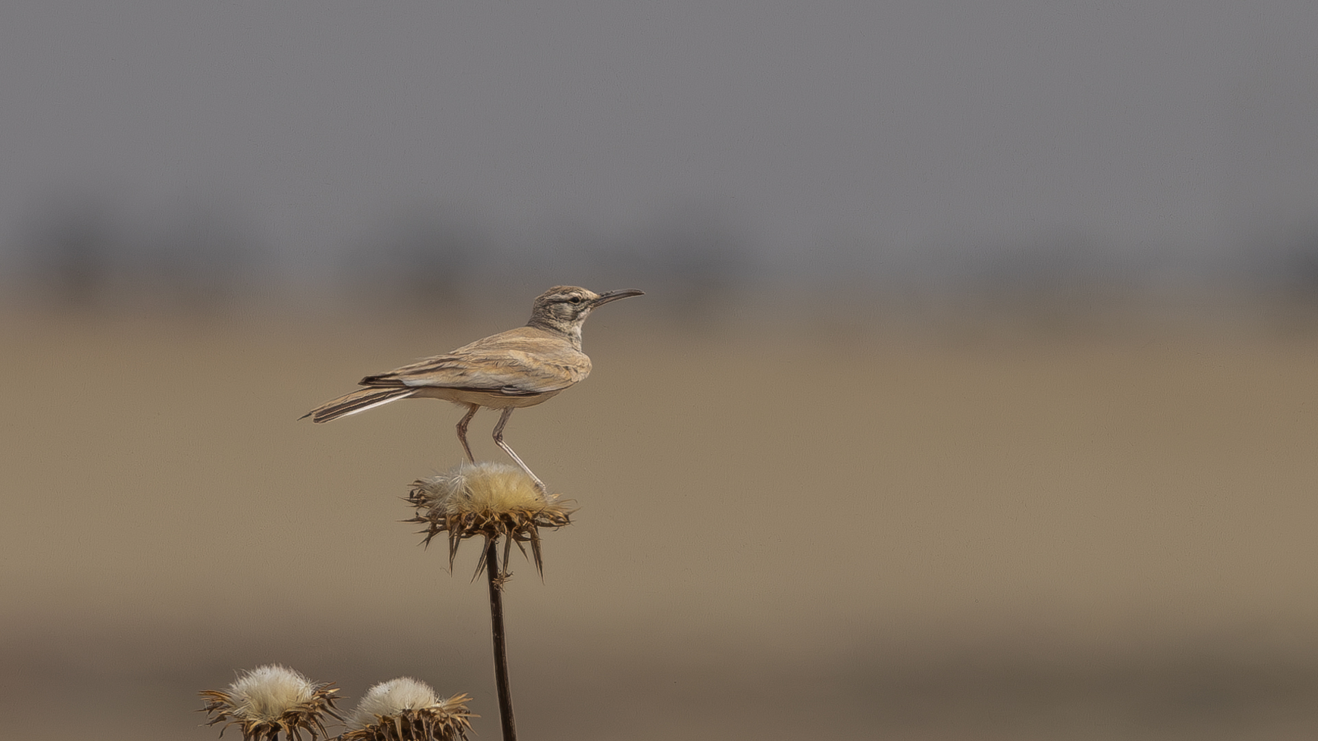 İbibik toygarı » Greater Hoopoe-Lark » Alaemon alaudipes