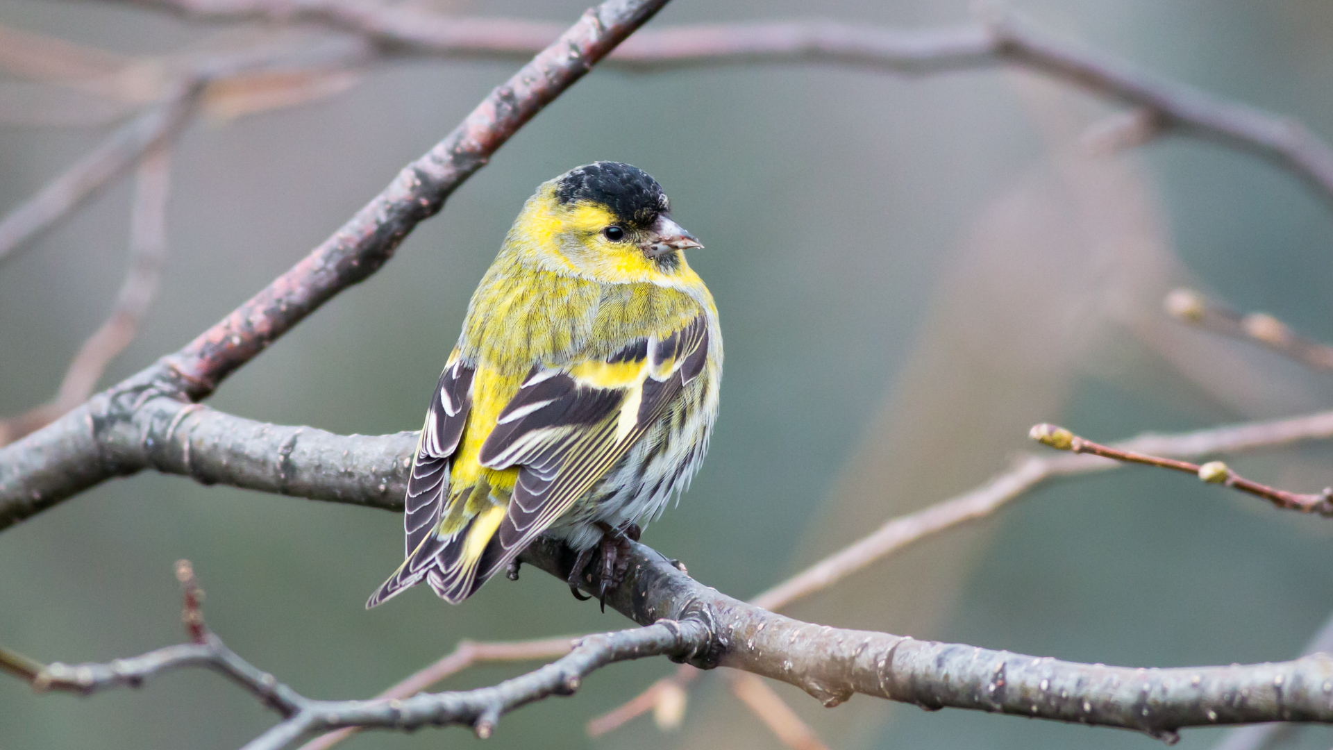Karabaşlı iskete » Eurasian Siskin » Spinus spinus