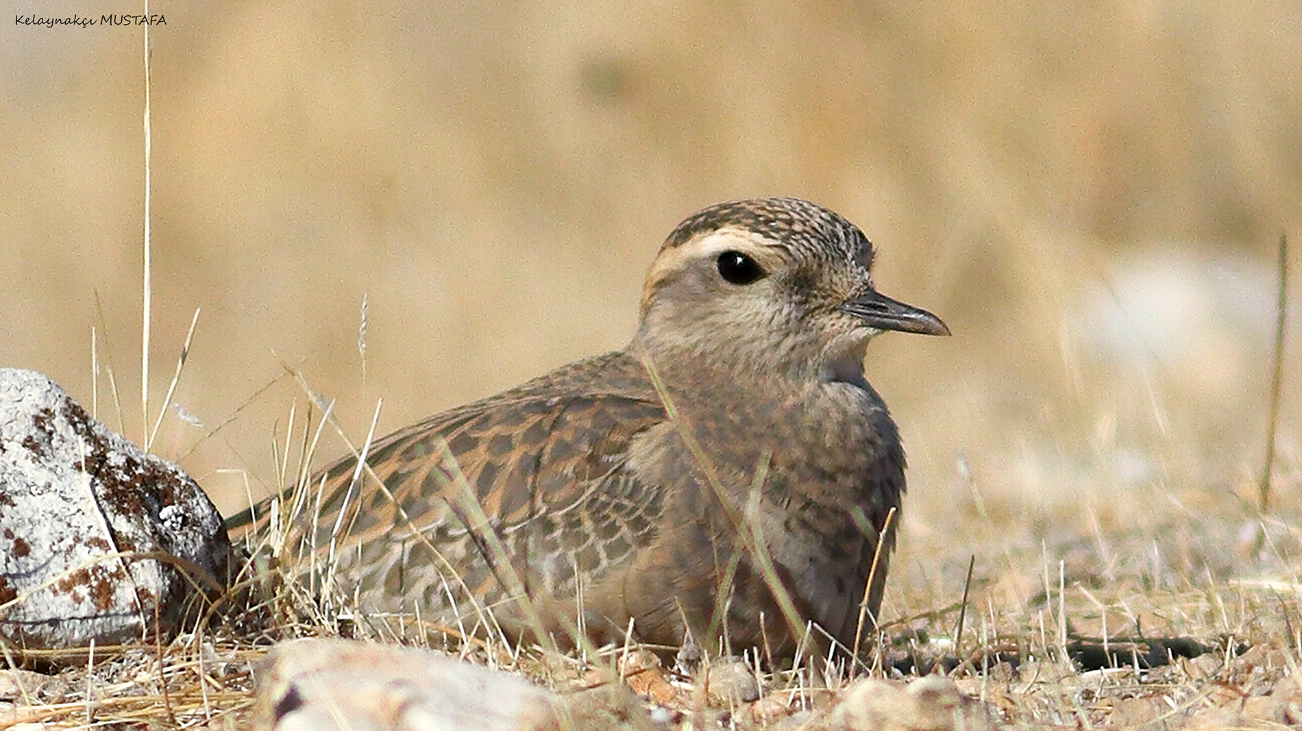 Dağ cılıbıtı