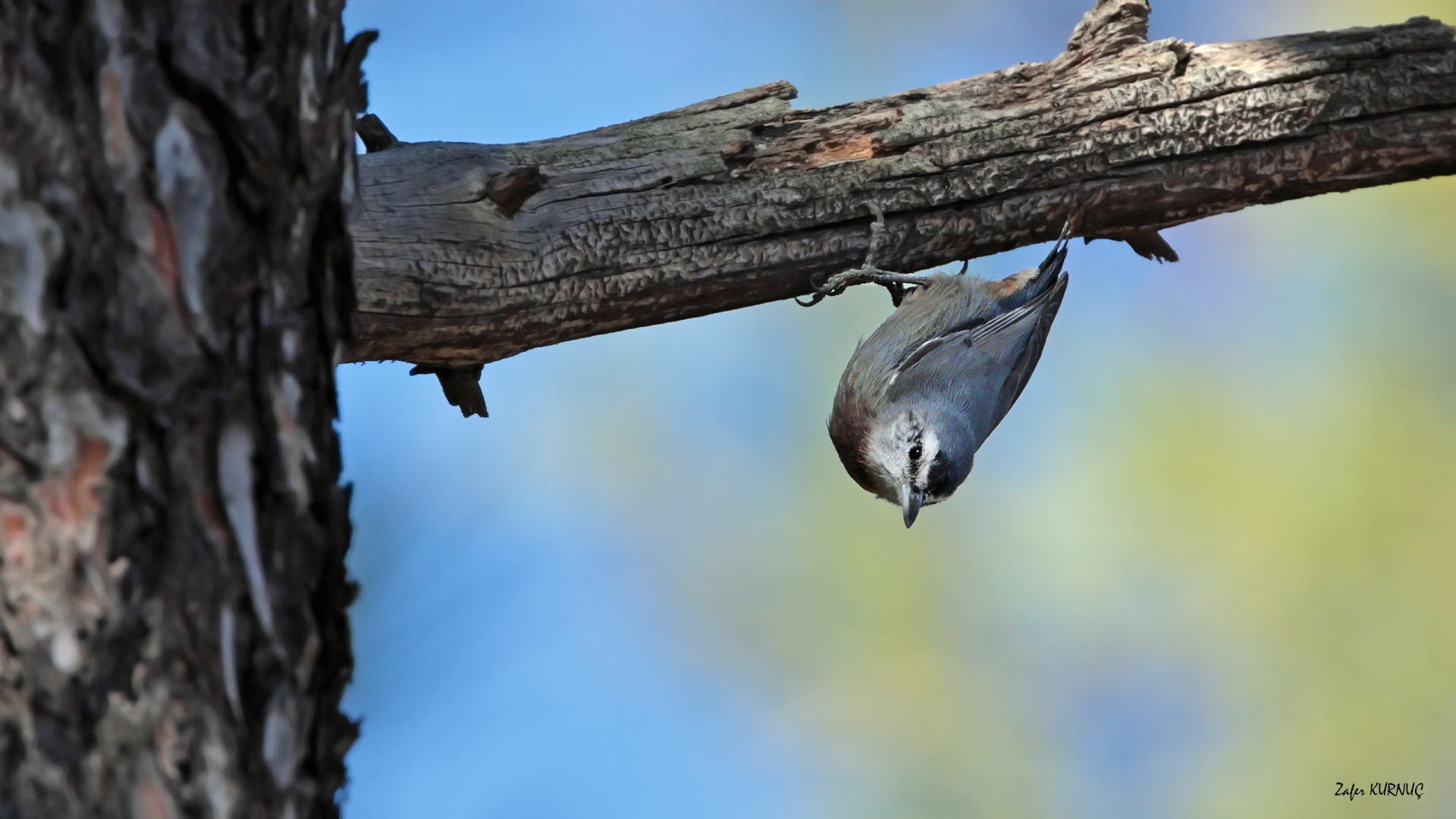 Anadolu sıvacısı