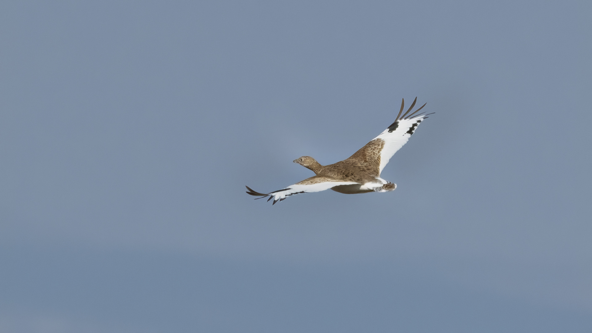 Mezgeldek » Little Bustard » Tetrax tetrax