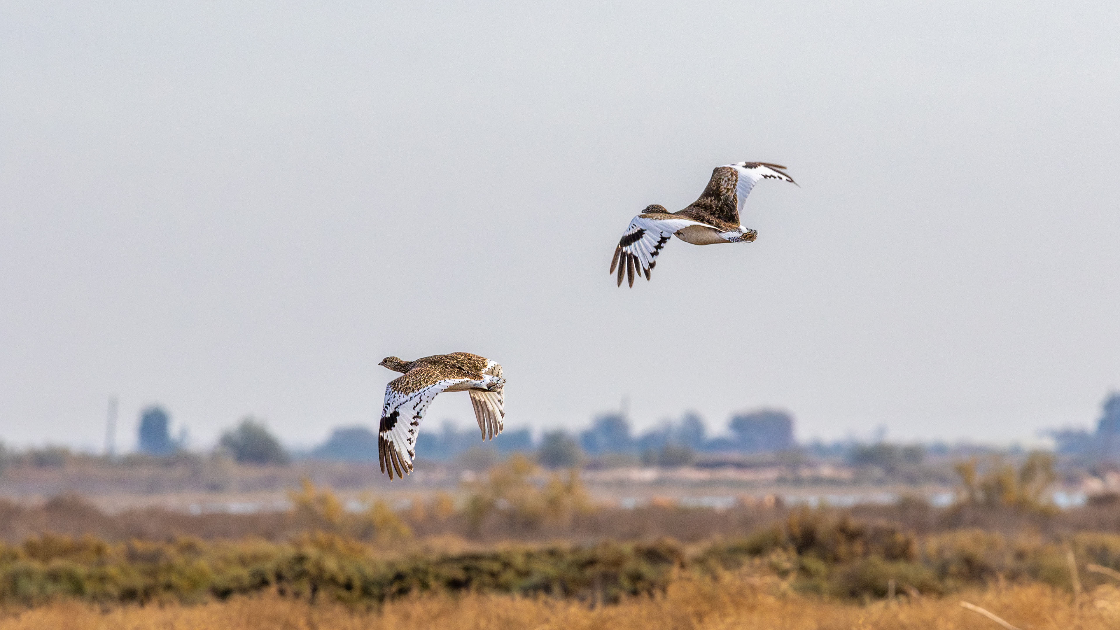 Mezgeldek » Little Bustard » Tetrax tetrax