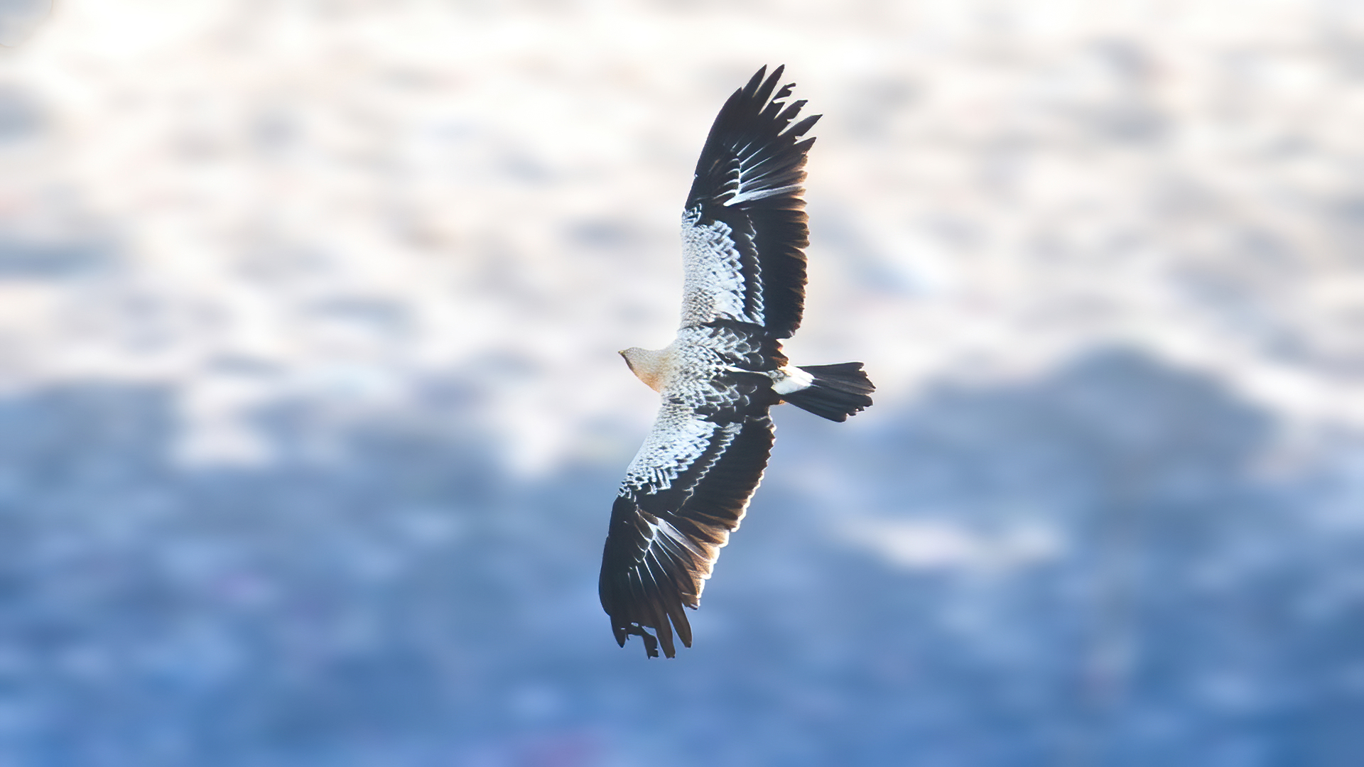 Büyük orman kartalı » Greater Spotted Eagle » Clanga clanga