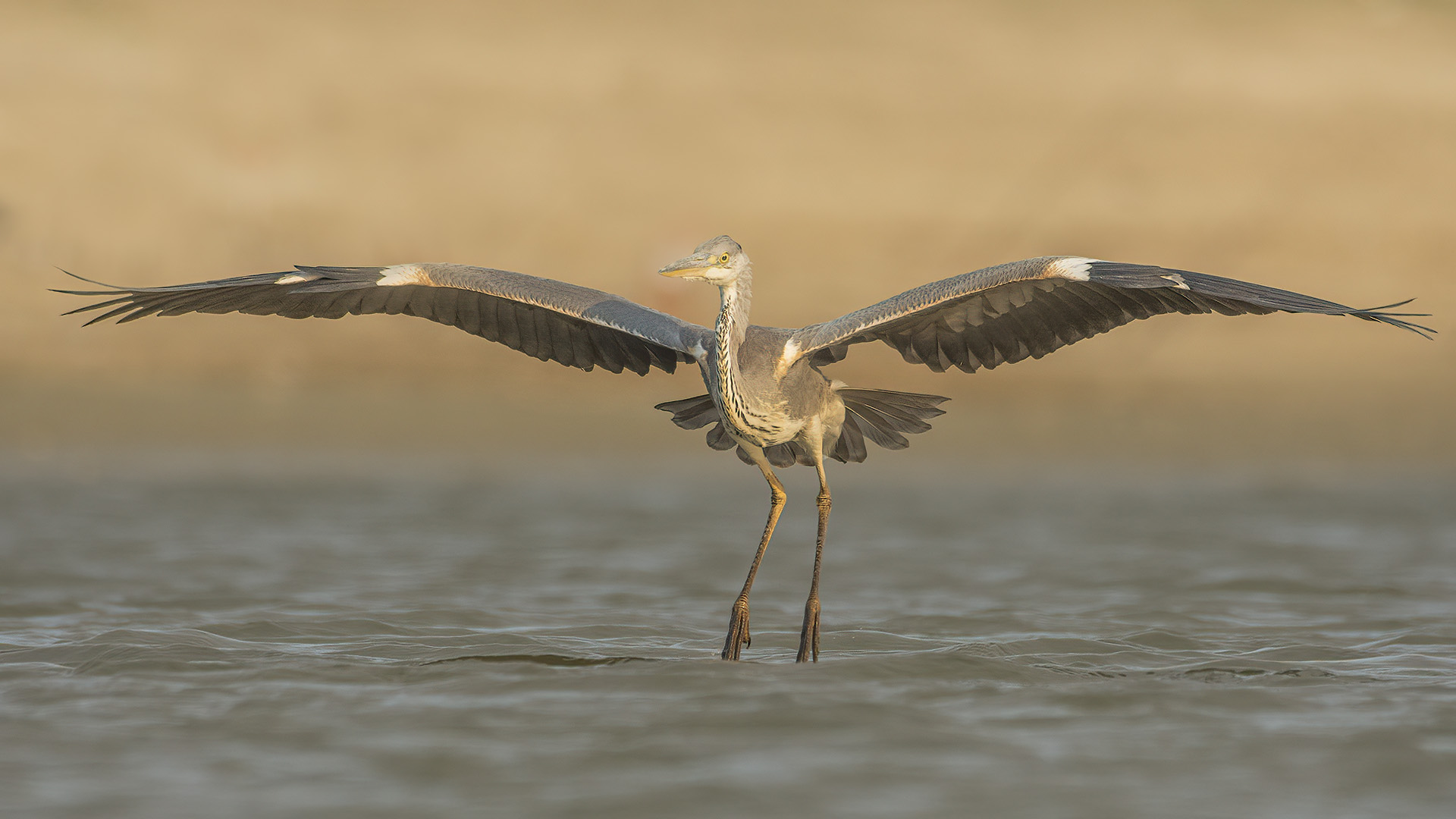 Gri balıkçıl » Grey Heron » Ardea cinerea