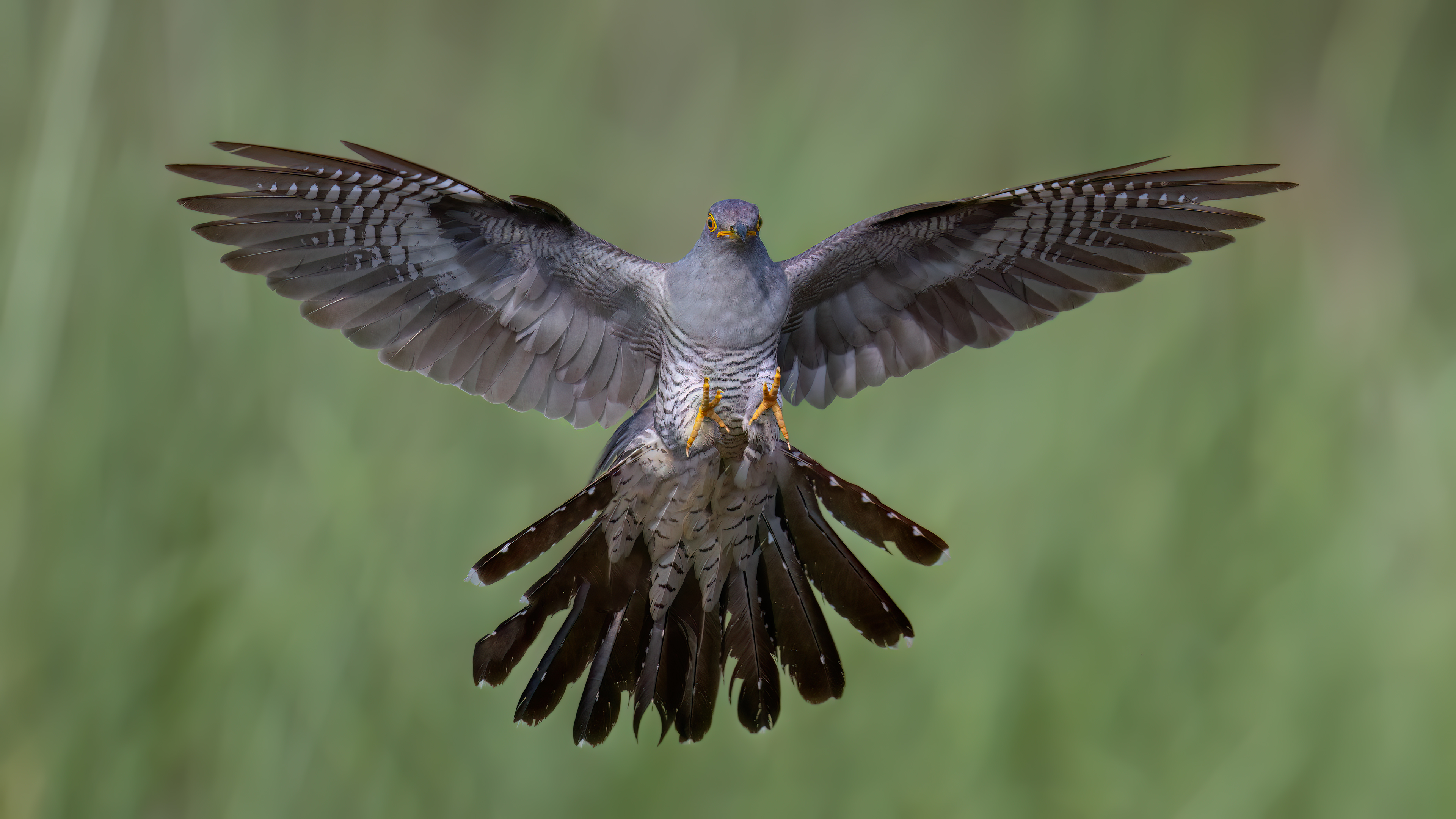 Guguk » Common Cuckoo » Cuculus canorus