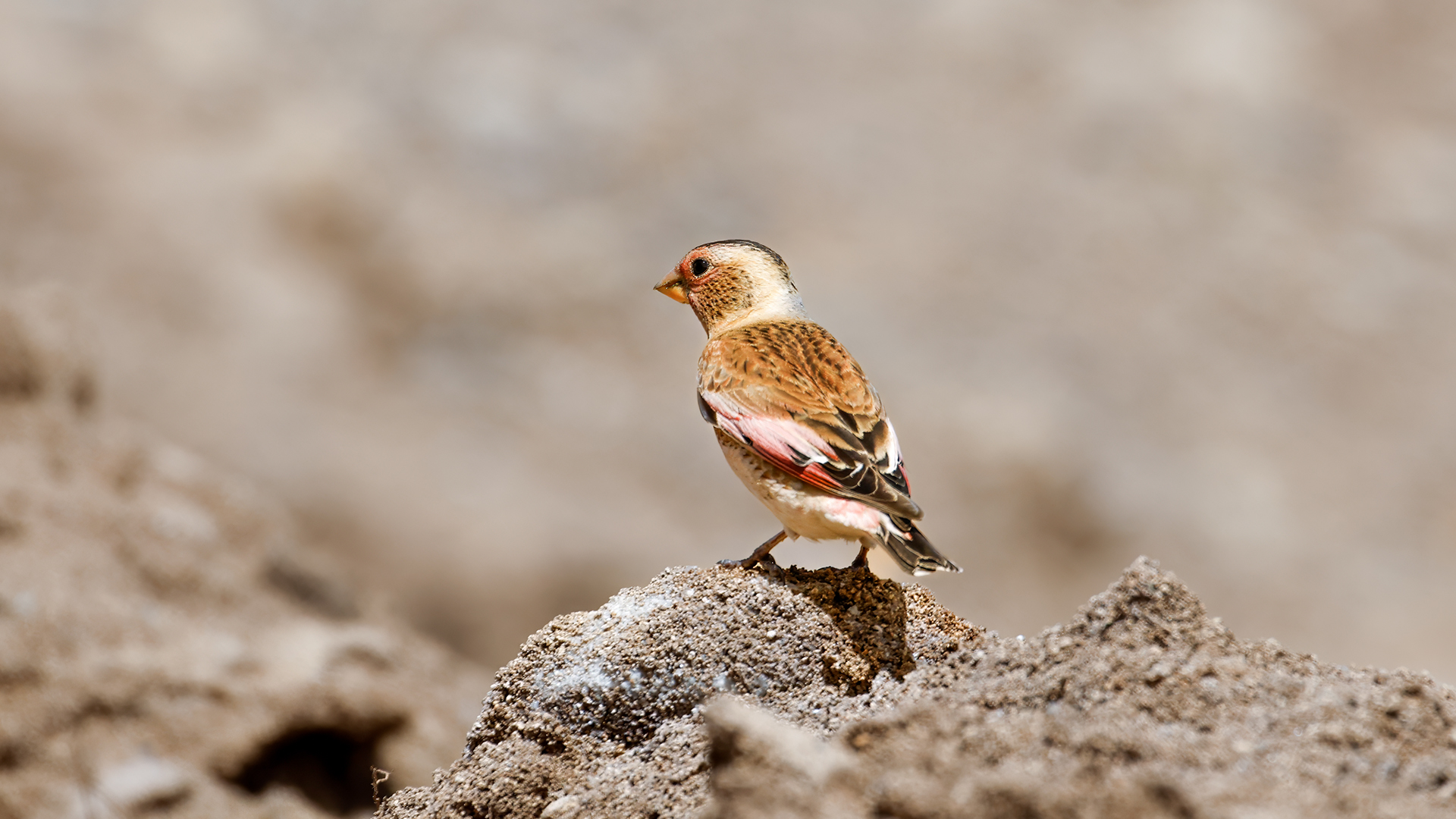 Alamecek » Eurasian Crimson-winged Finch » Rhodopechys sanguineus