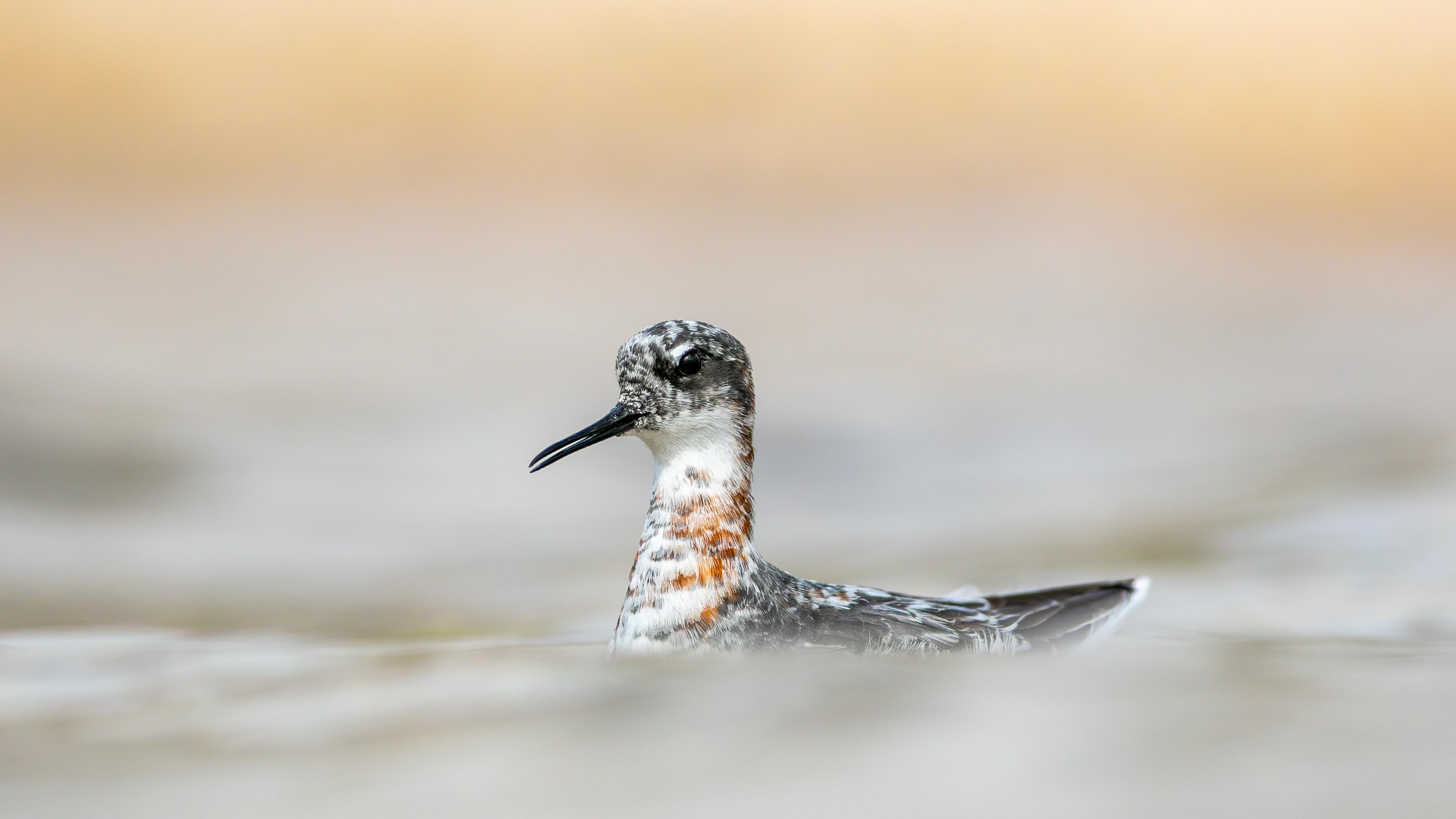 Denizdüdükçünü » Red-necked Phalarope » Phalaropus lobatus