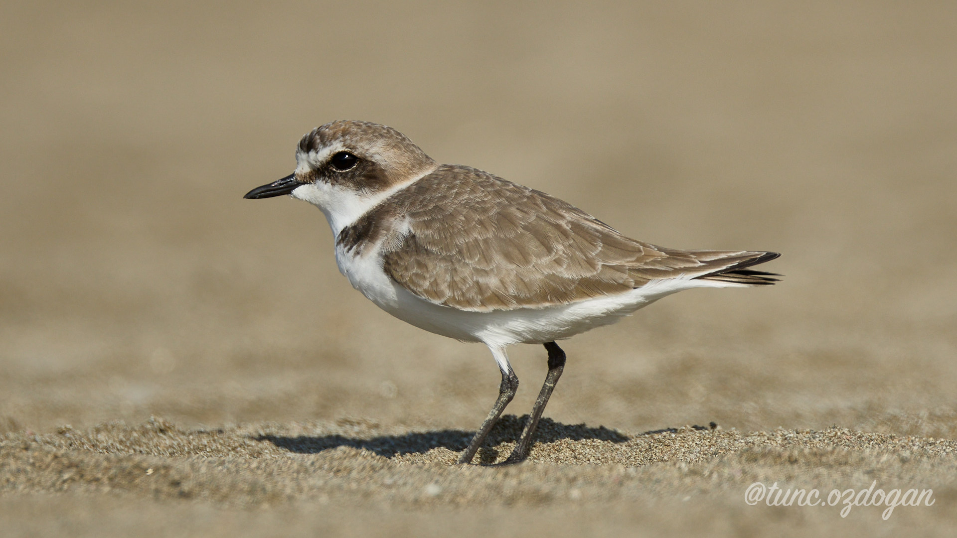 Akça cılıbıt » Kentish Plover » Anarhynchus alexandrinus