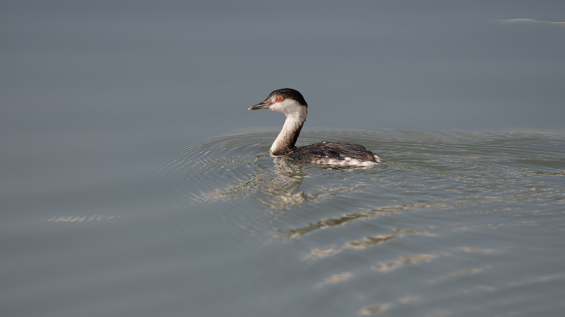 Kulaklı batağan » Horned Grebe » Podiceps auritus