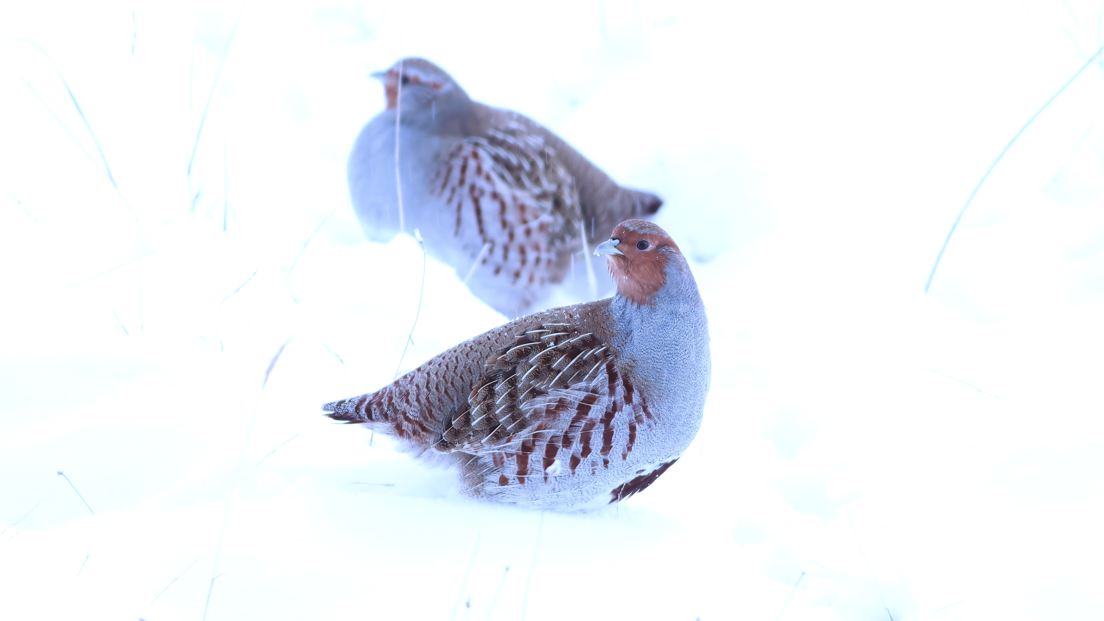 Çilkeklik » Grey Partridge » Perdix perdix