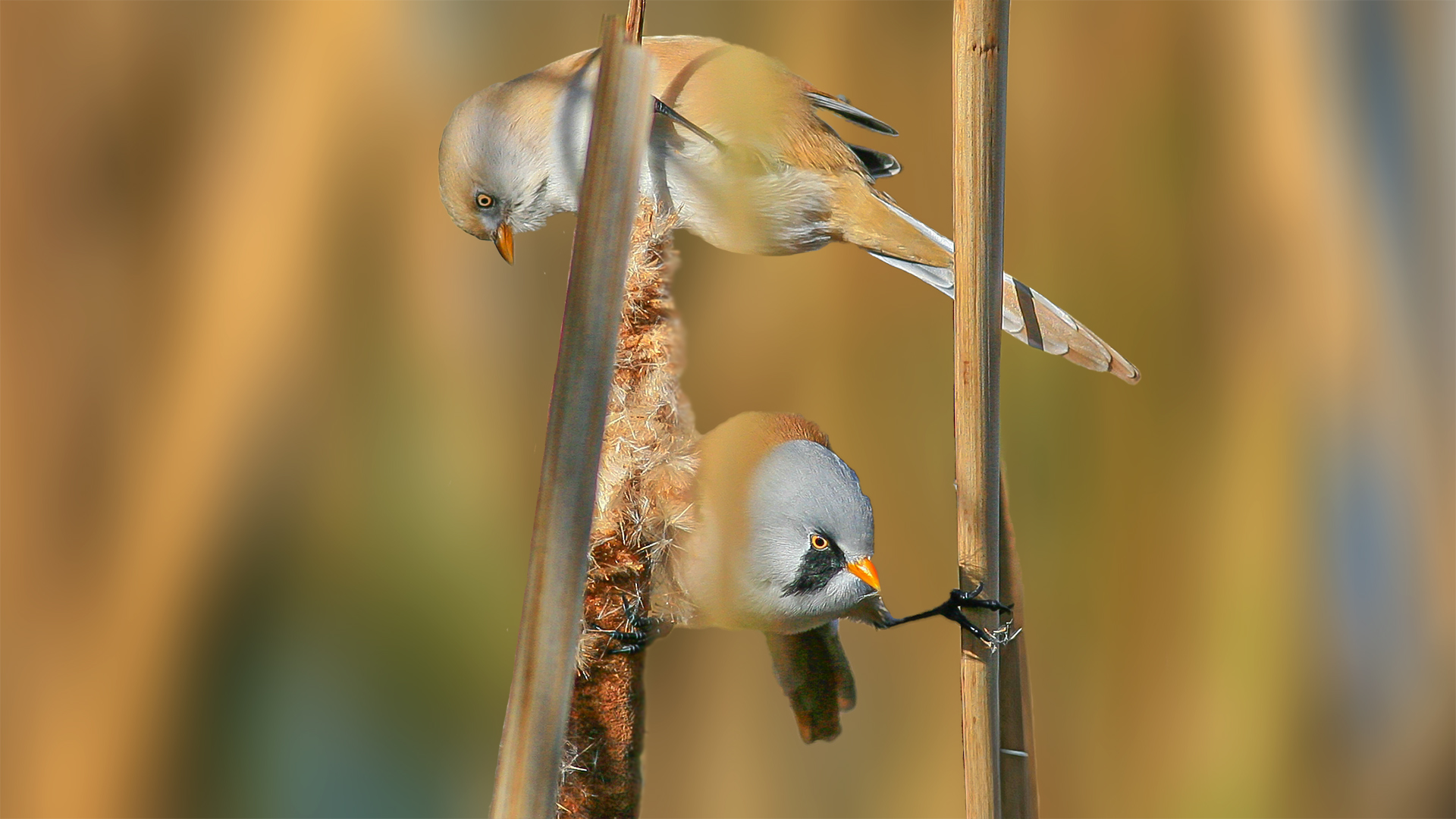 Bıyıklı baştankara » Bearded Reedling » Panurus biarmicus