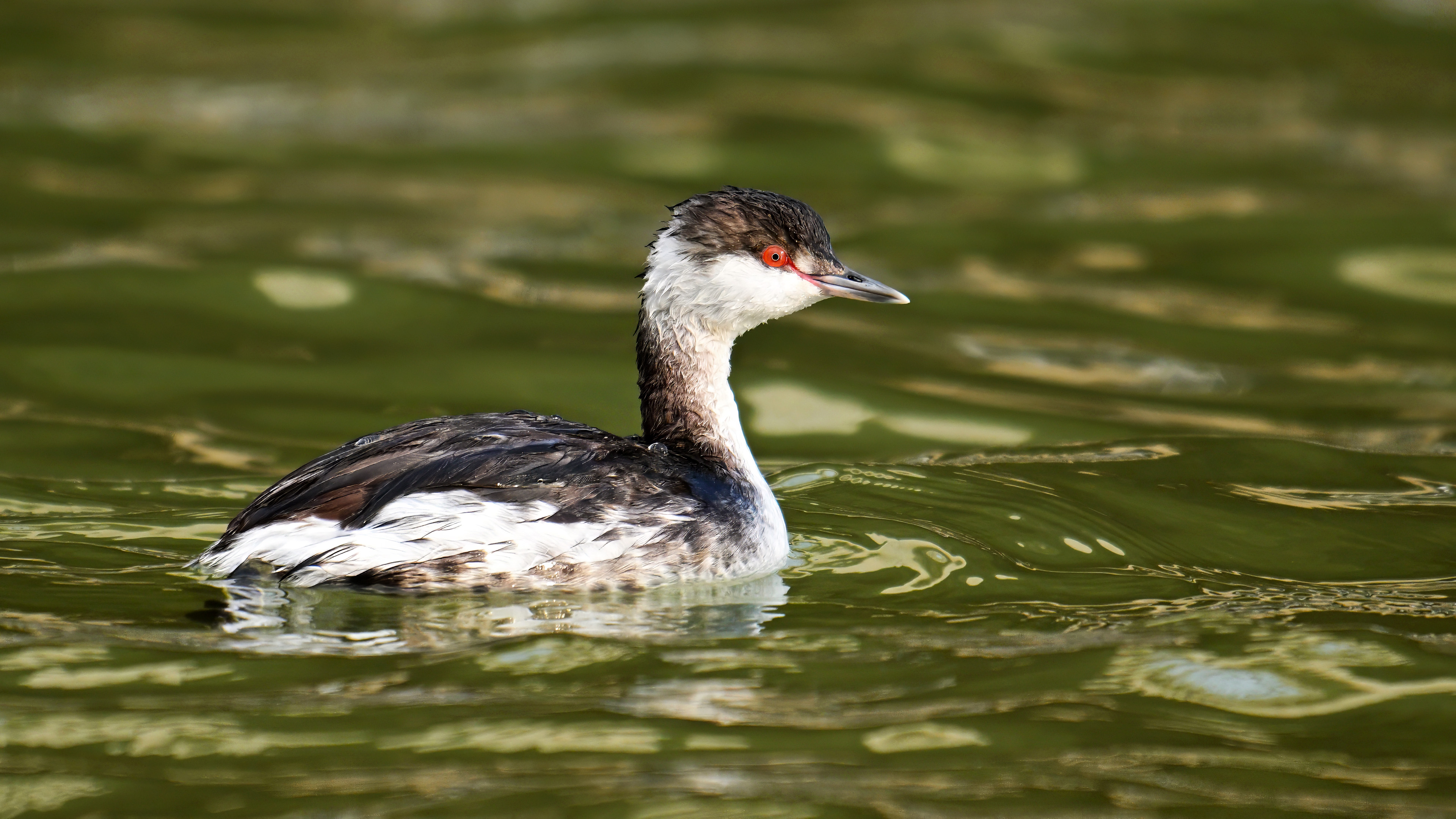 Kulaklı batağan » Horned Grebe » Podiceps auritus