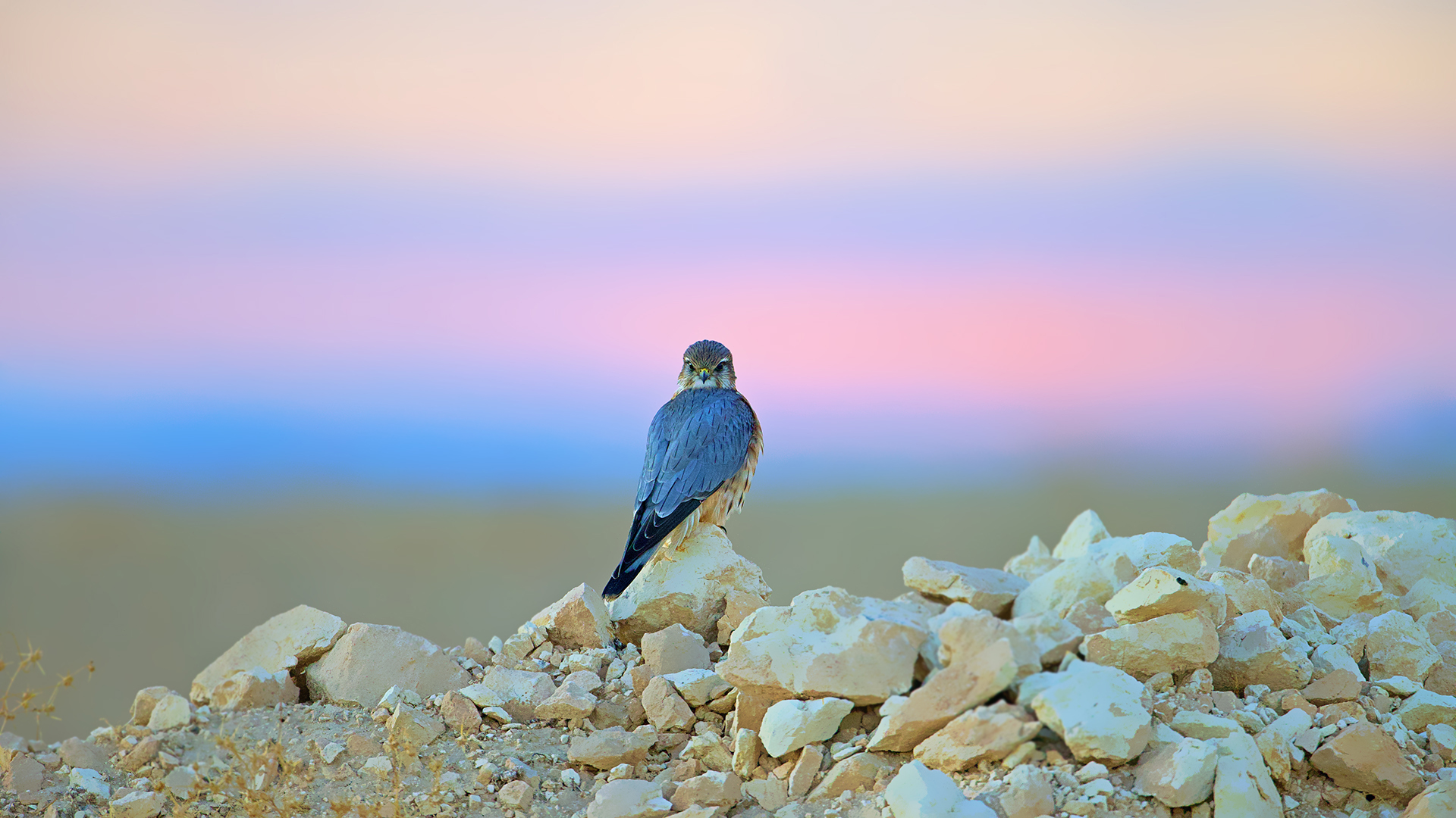 Boz doğan » Merlin » Falco columbarius