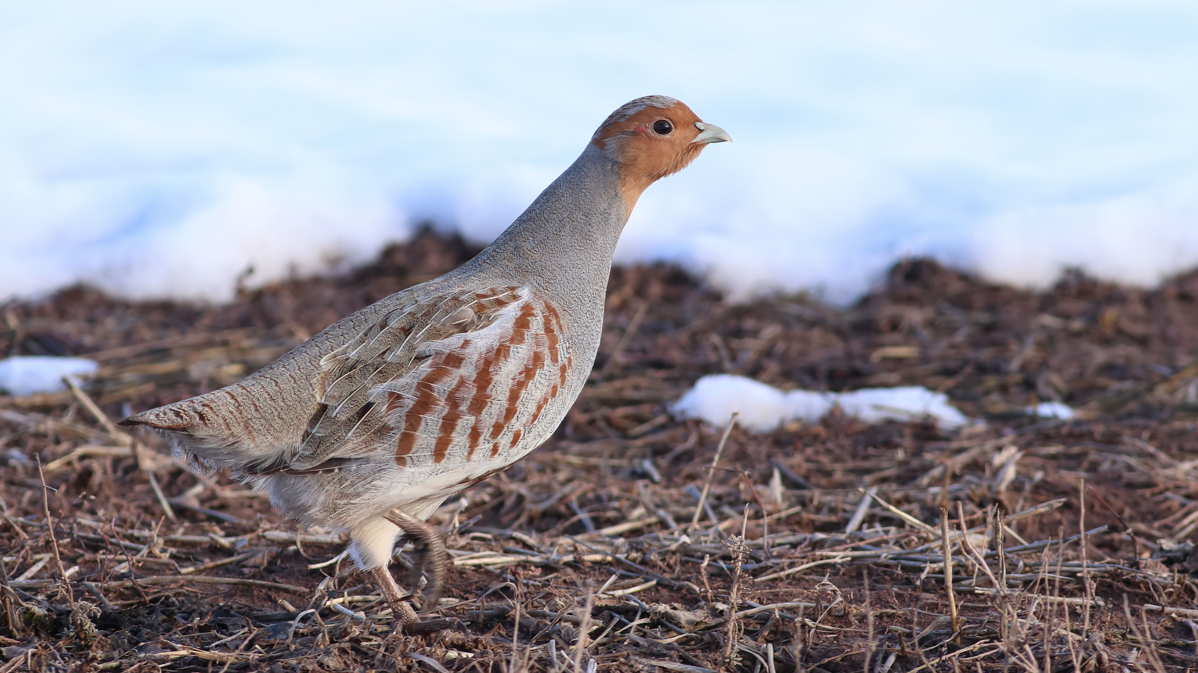 Çilkeklik » Grey Partridge » Perdix perdix