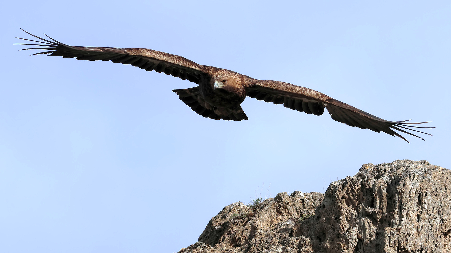 Kaya kartalı » Golden Eagle » Aquila chrysaetos