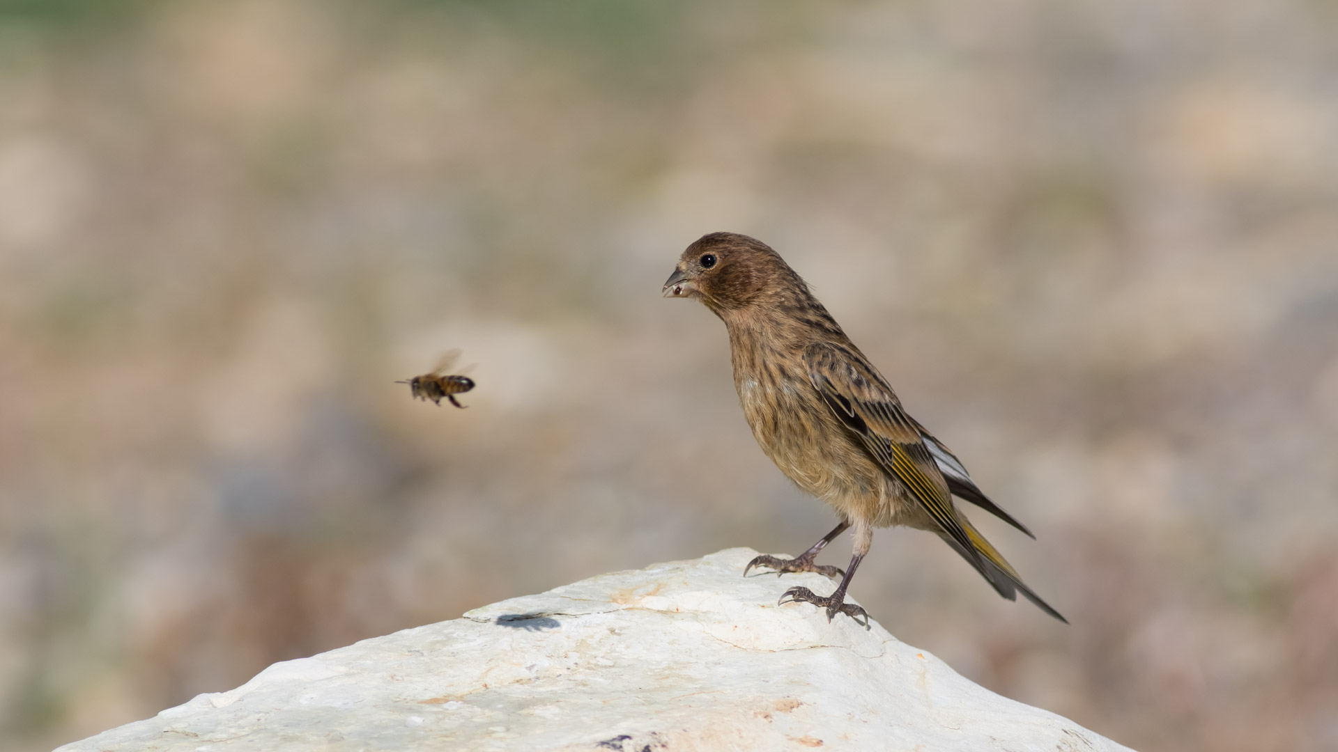 Kara iskete » Red-fronted Serin » Serinus pusillus