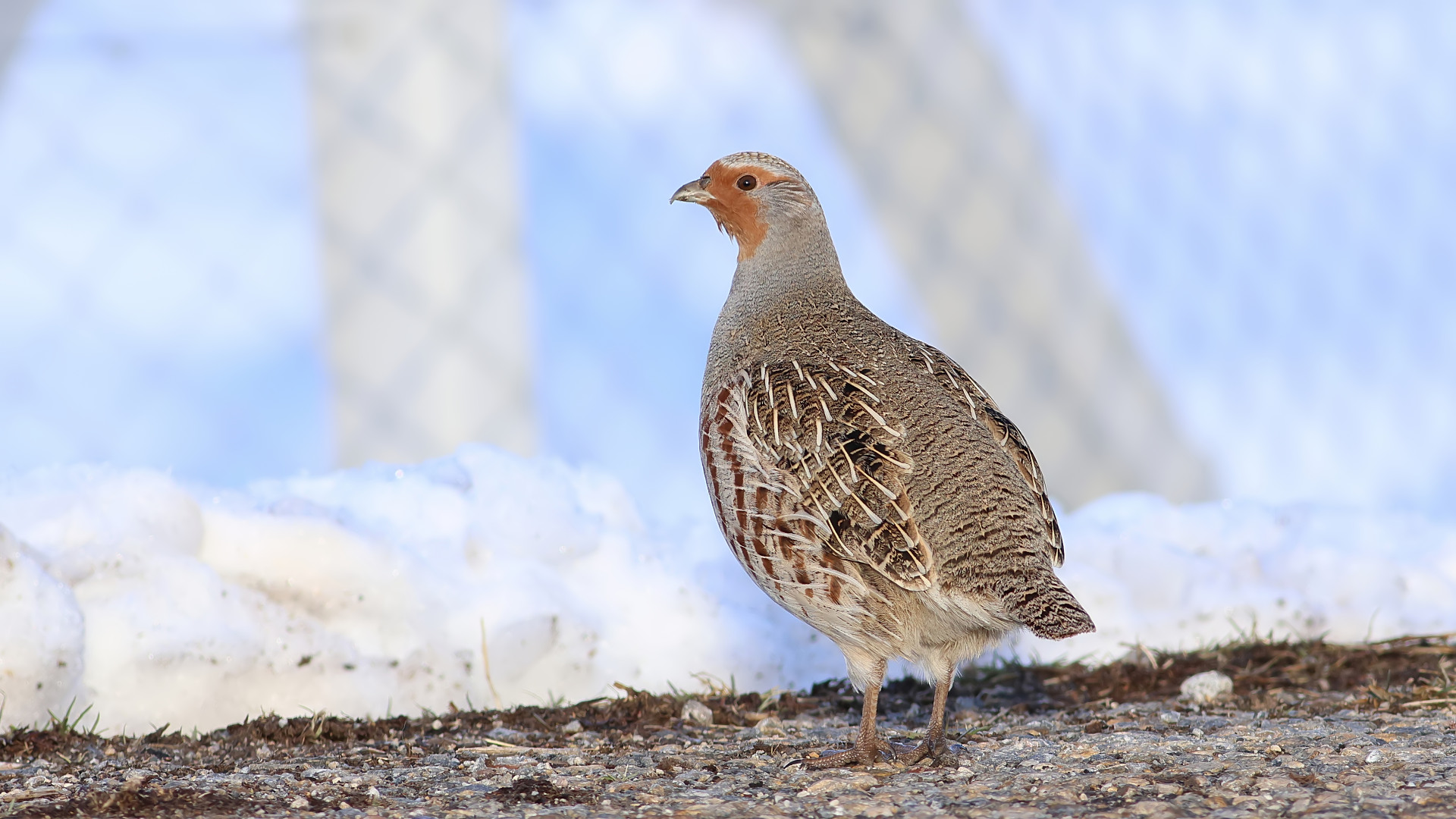 Çilkeklik » Grey Partridge » Perdix perdix