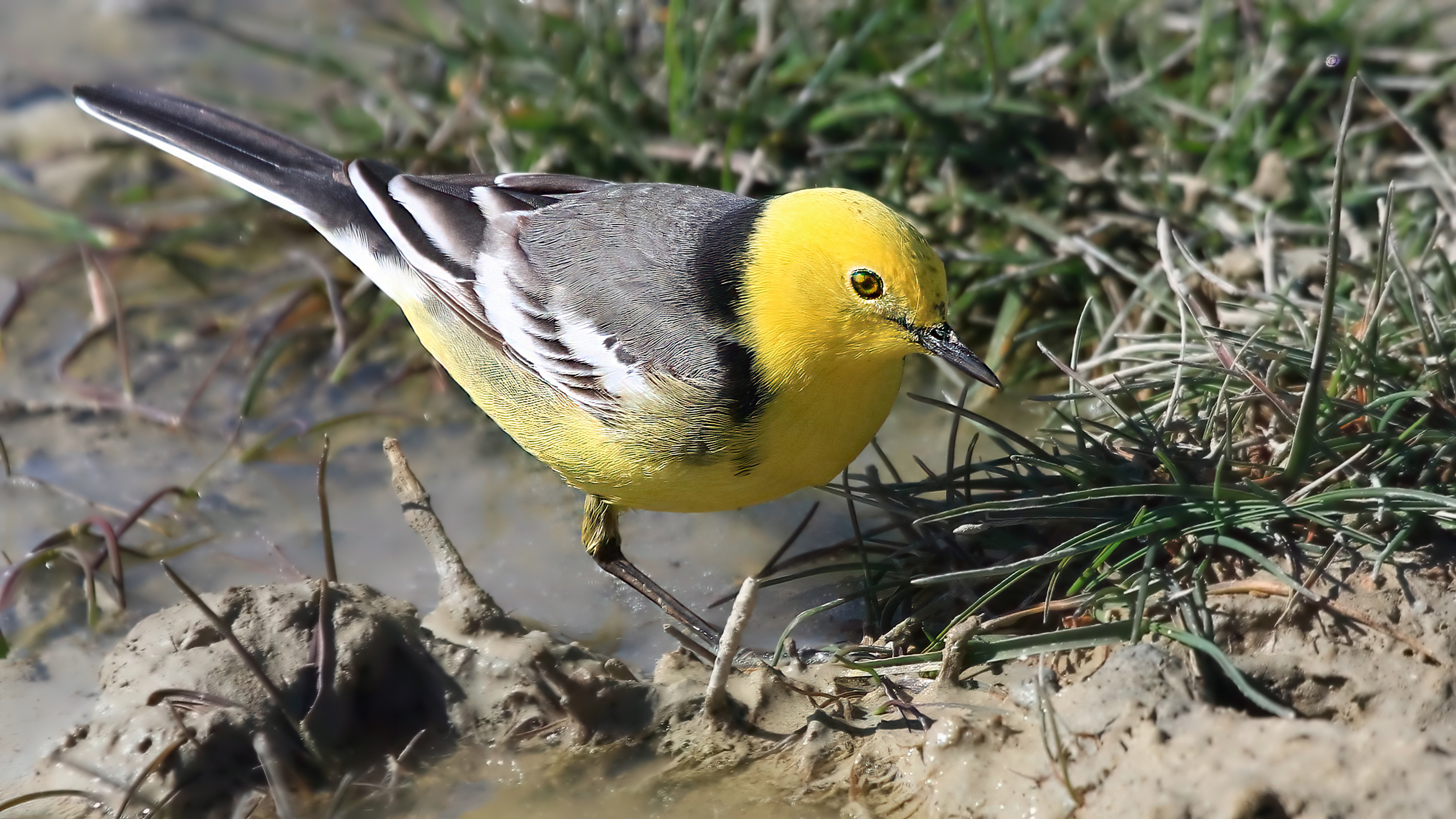 Sarıbaşlı kuyruksallayan » Citrine Wagtail » Motacilla citreola