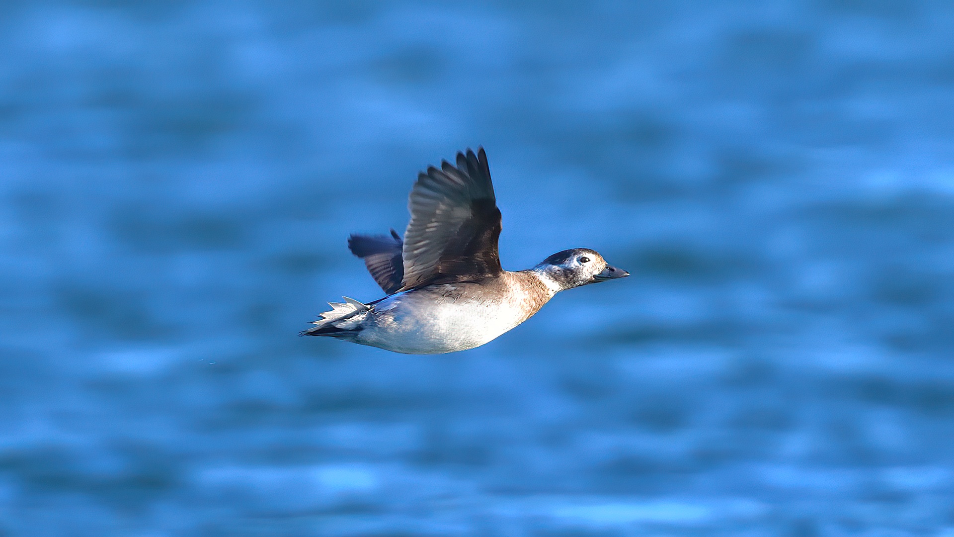 Telkuyruk » Long-tailed Duck » Clangula hyemalis