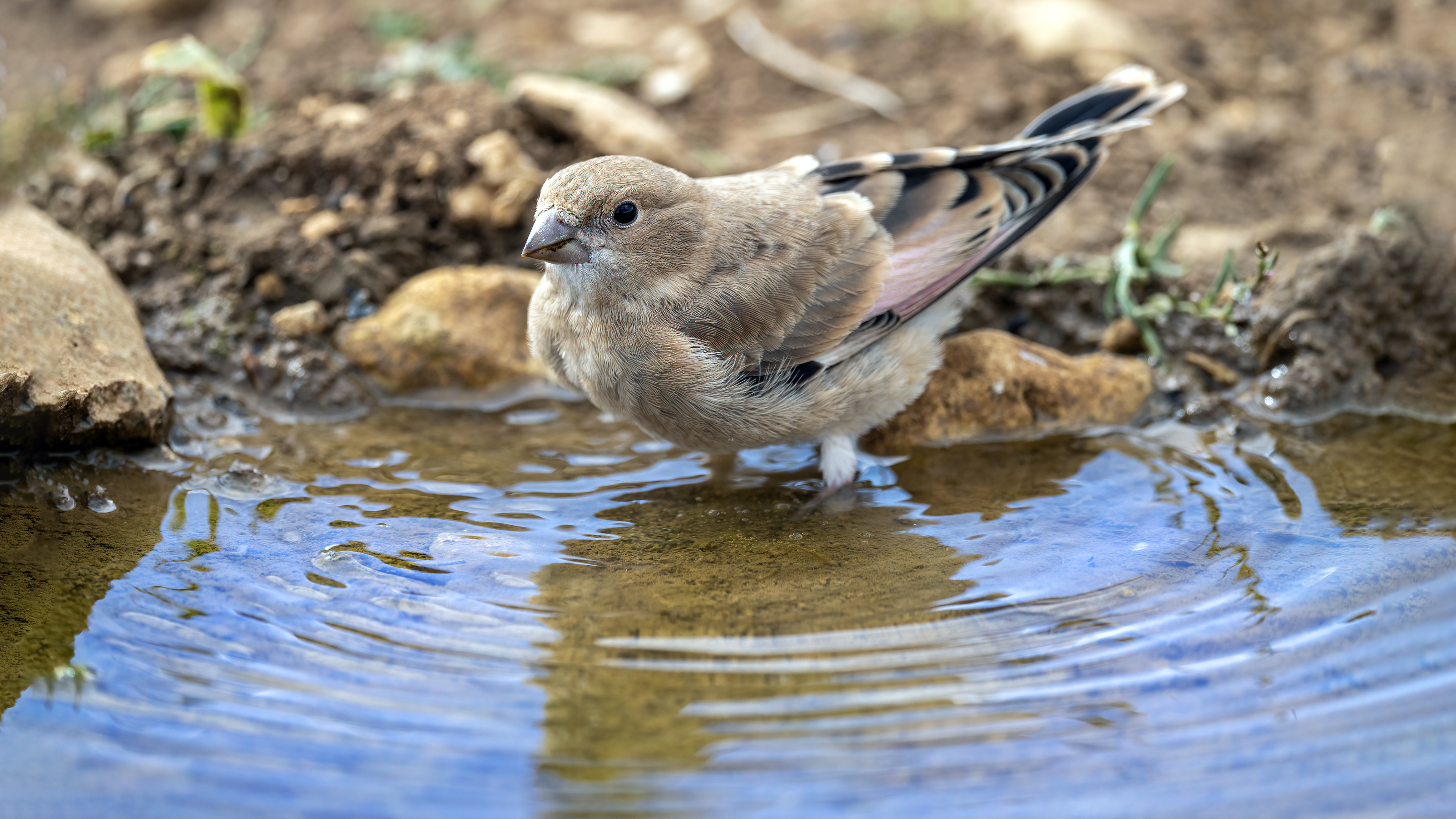 Alamecek » Eurasian Crimson-winged Finch » Rhodopechys sanguineus