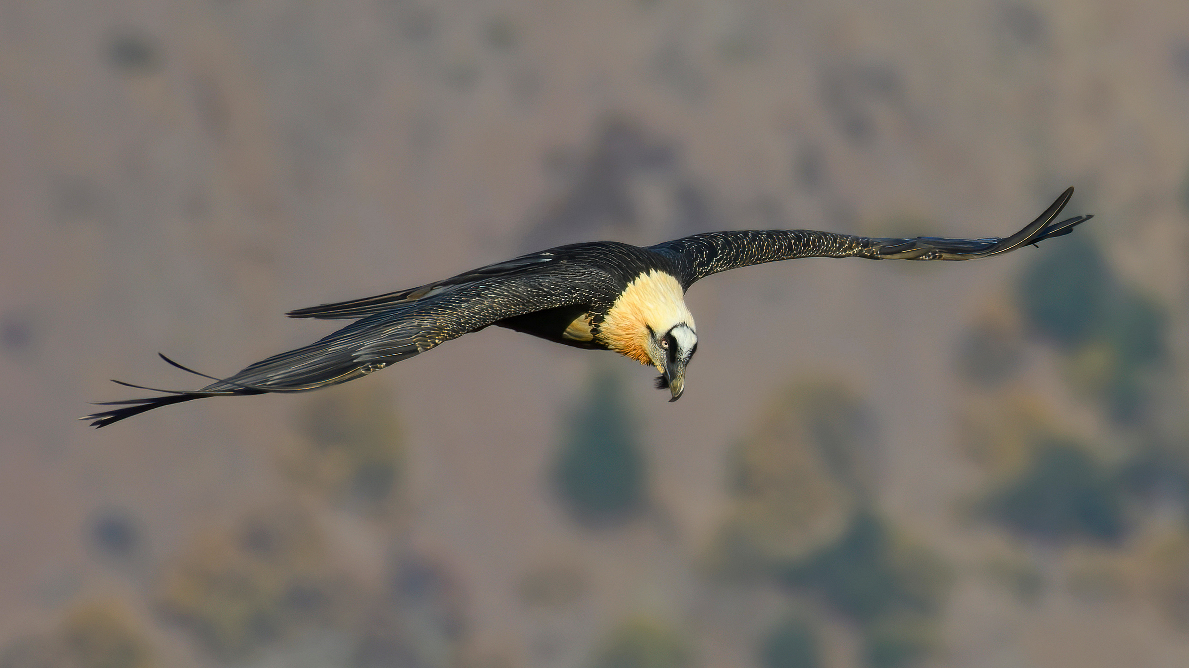 Sakallı akbaba » Bearded Vulture » Gypaetus barbatus