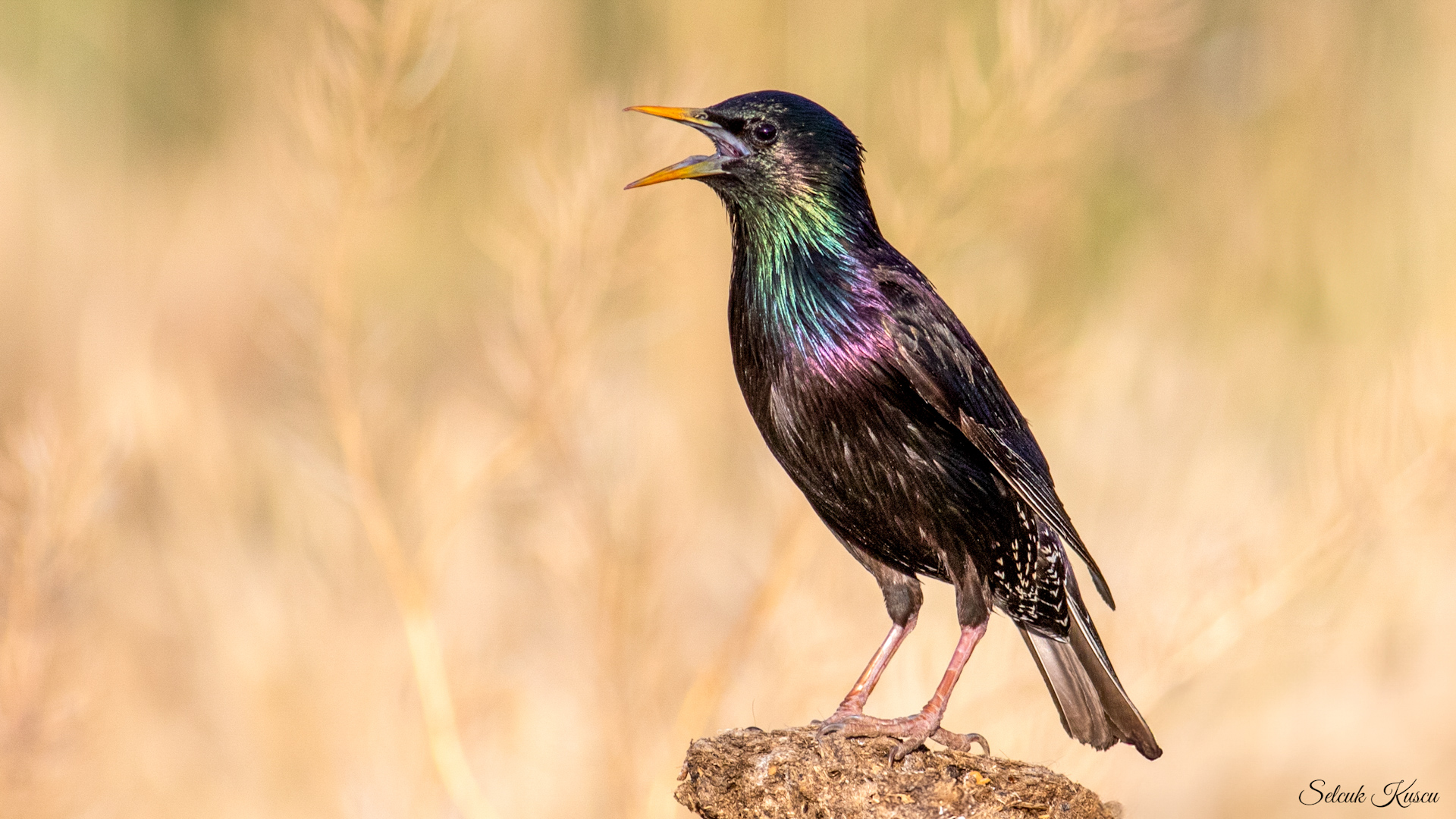 Sığırcık