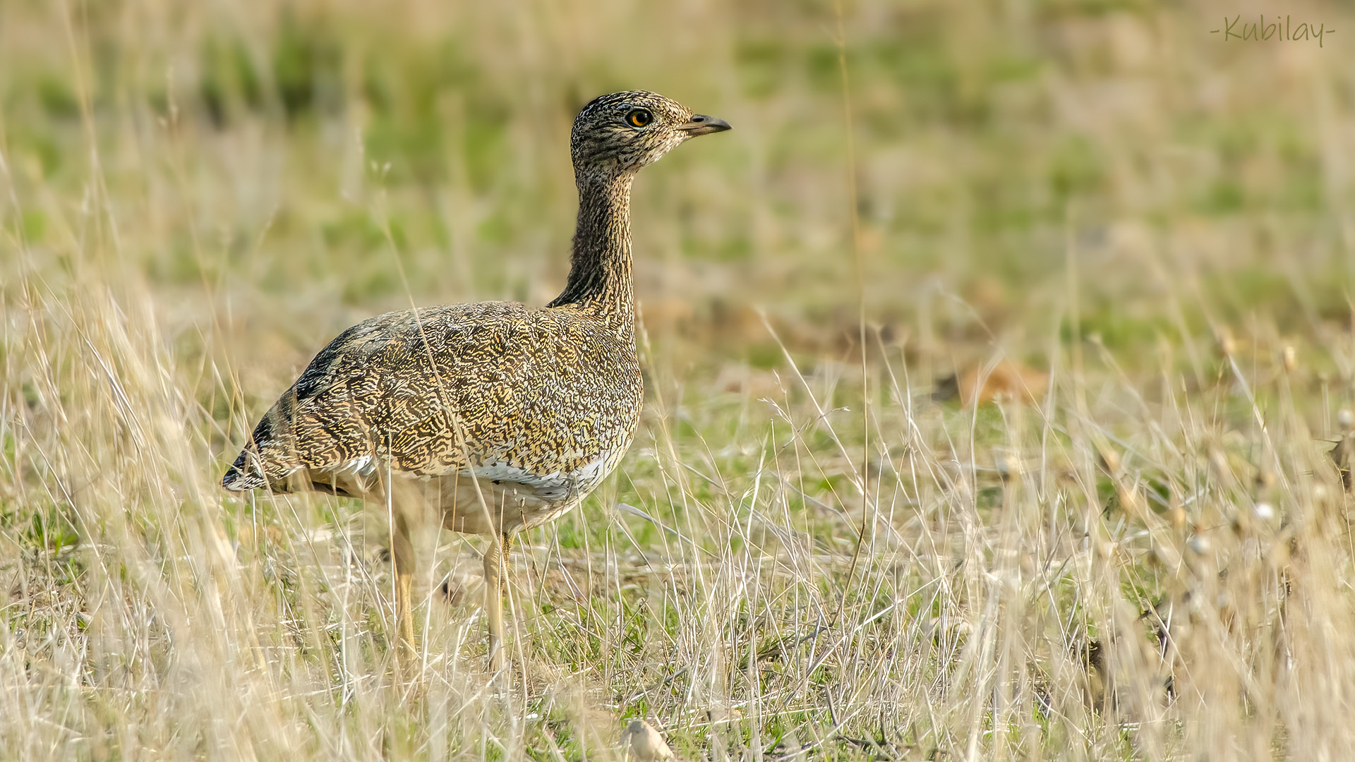 Mezgeldek » Little Bustard » Tetrax tetrax