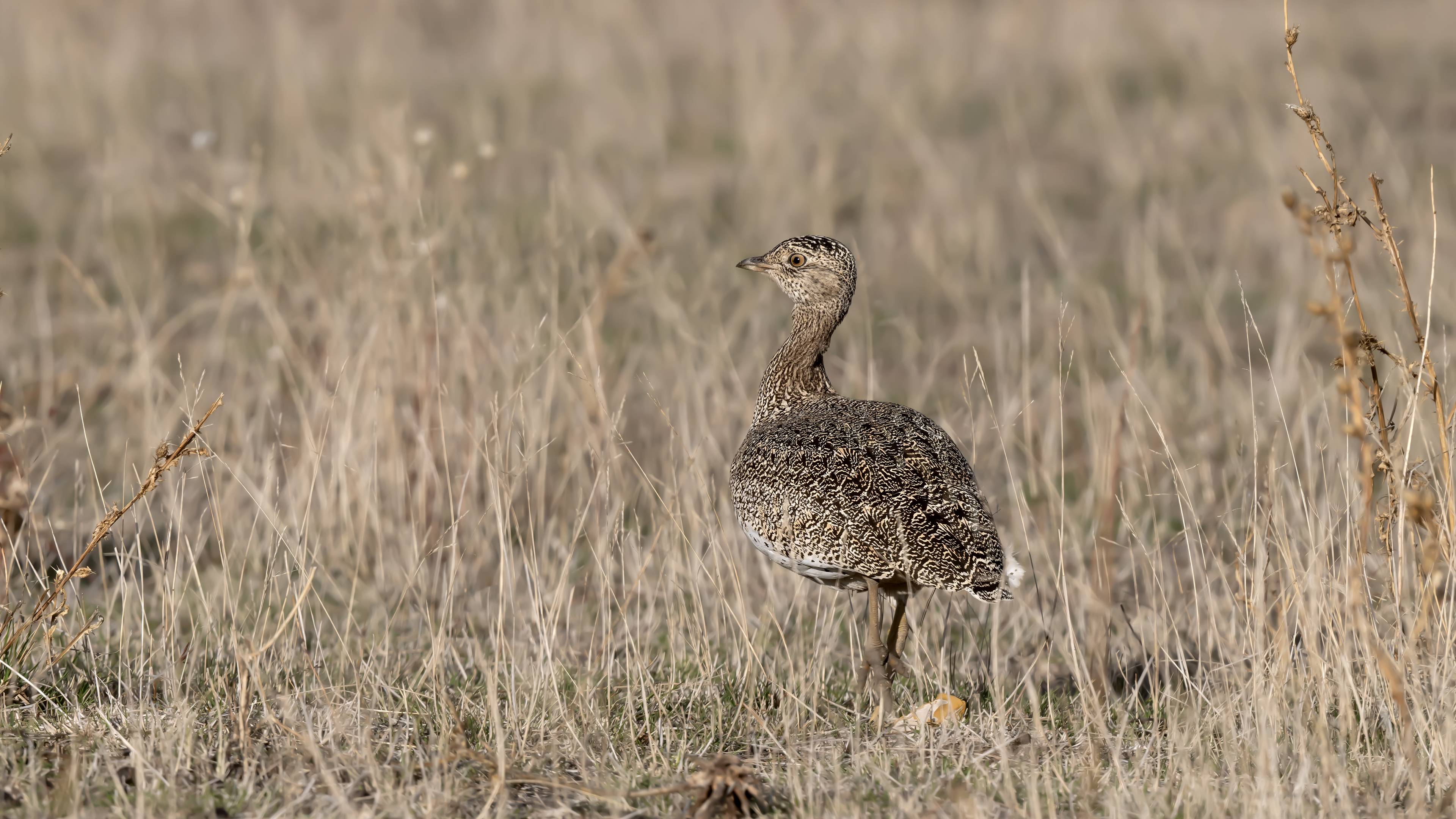 Mezgeldek » Little Bustard » Tetrax tetrax