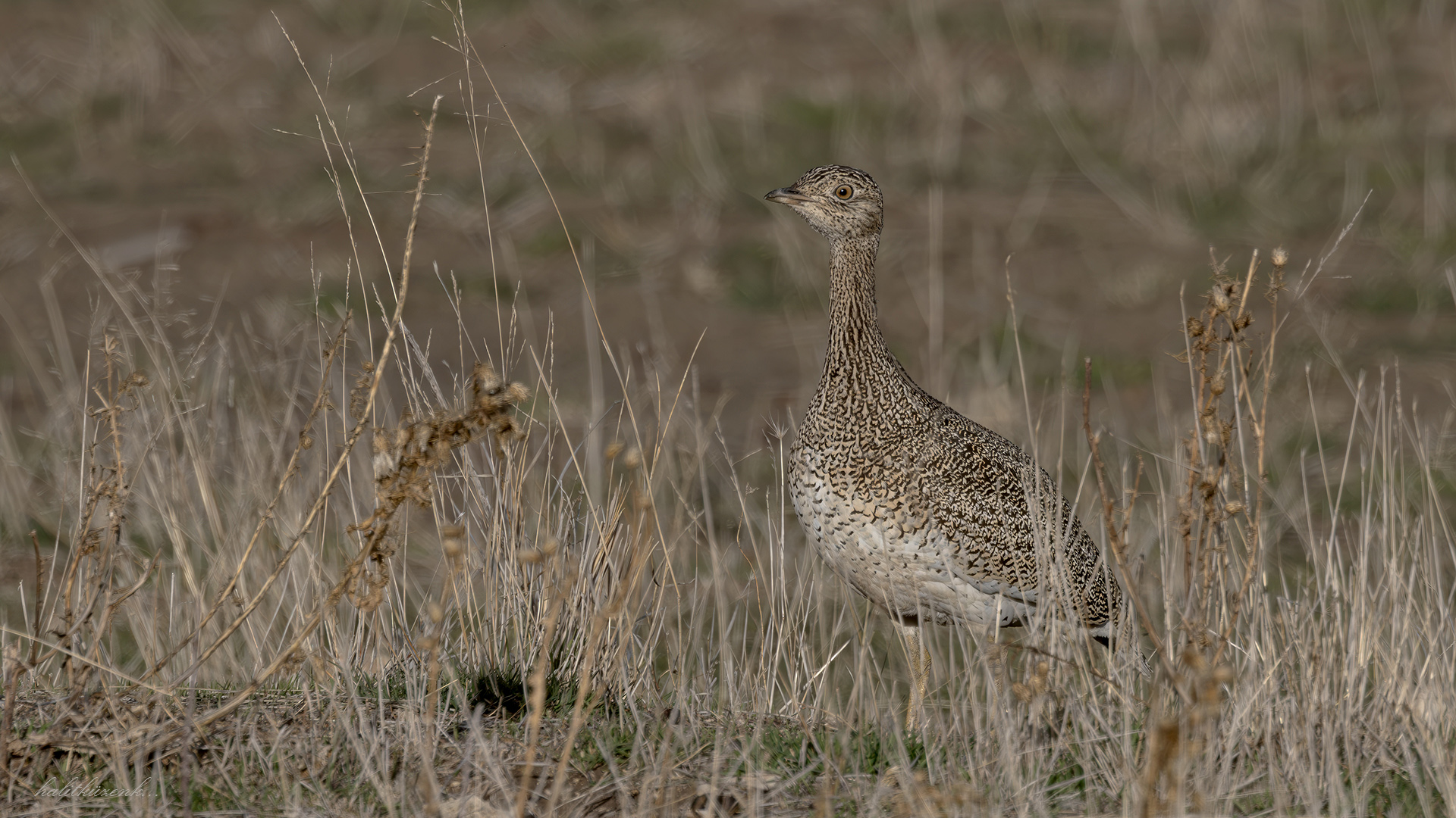 Mezgeldek » Little Bustard » Tetrax tetrax