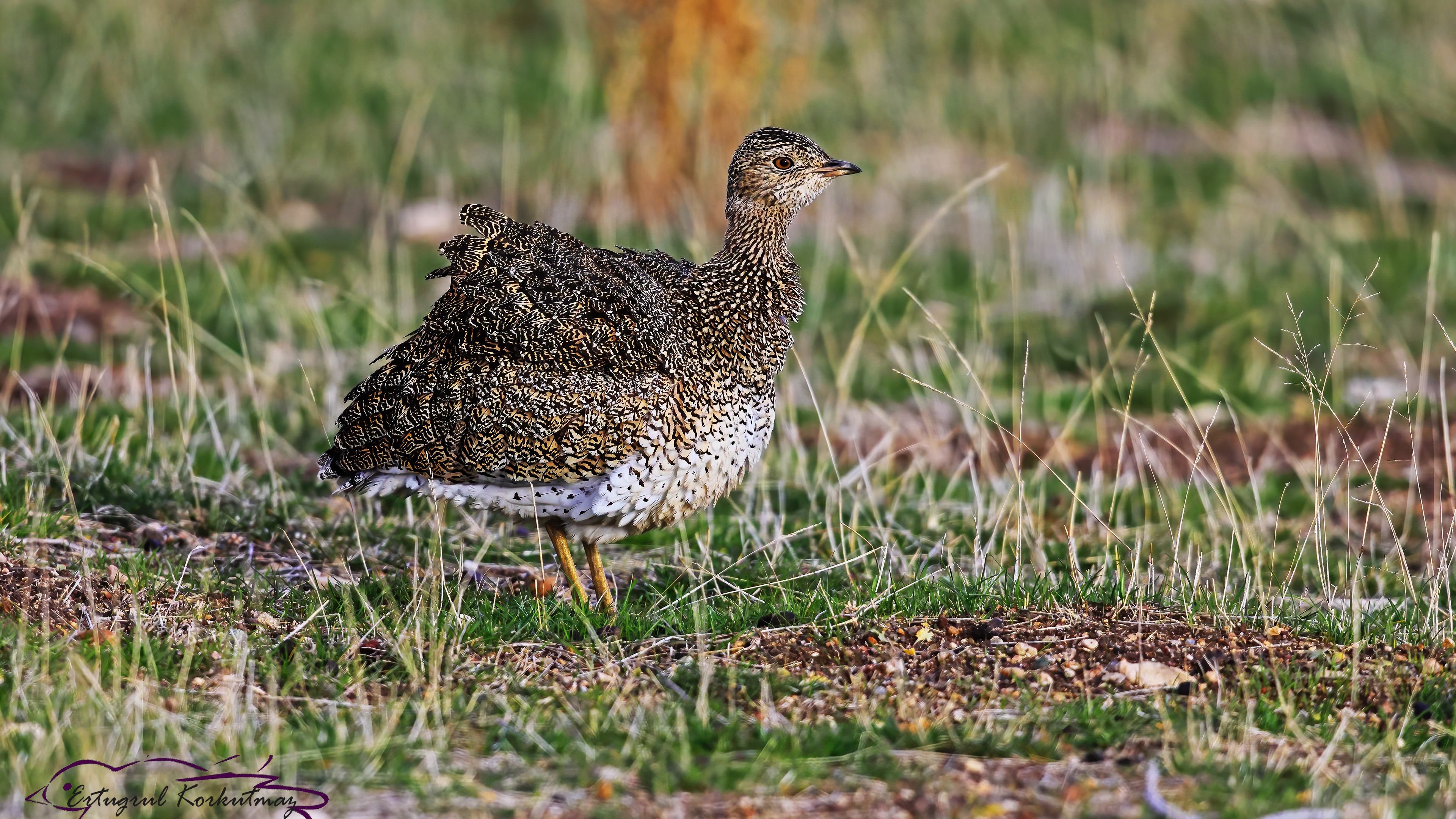 Mezgeldek » Little Bustard » Tetrax tetrax