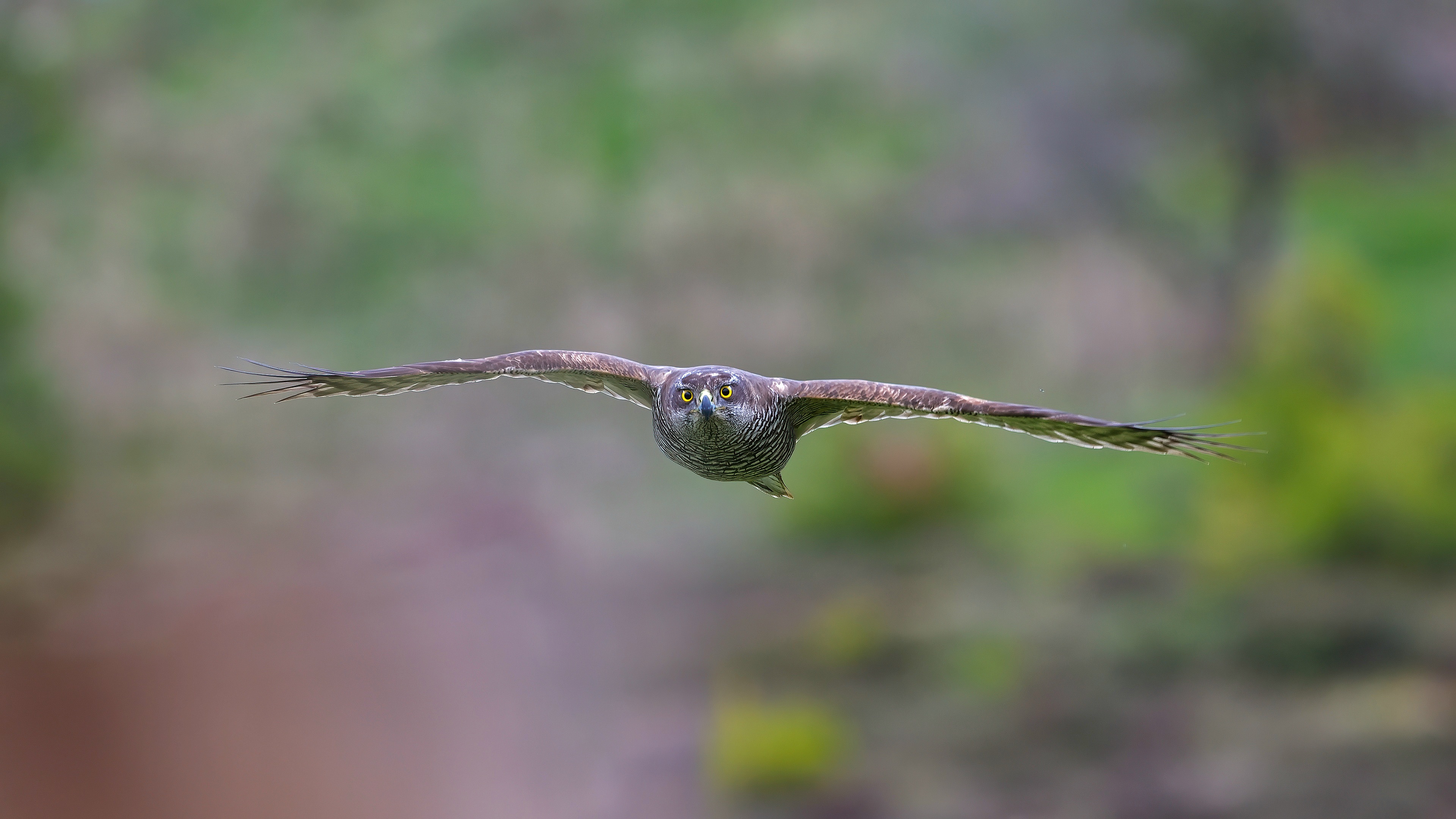 Çakır » Northern Goshawk » Astur gentilis