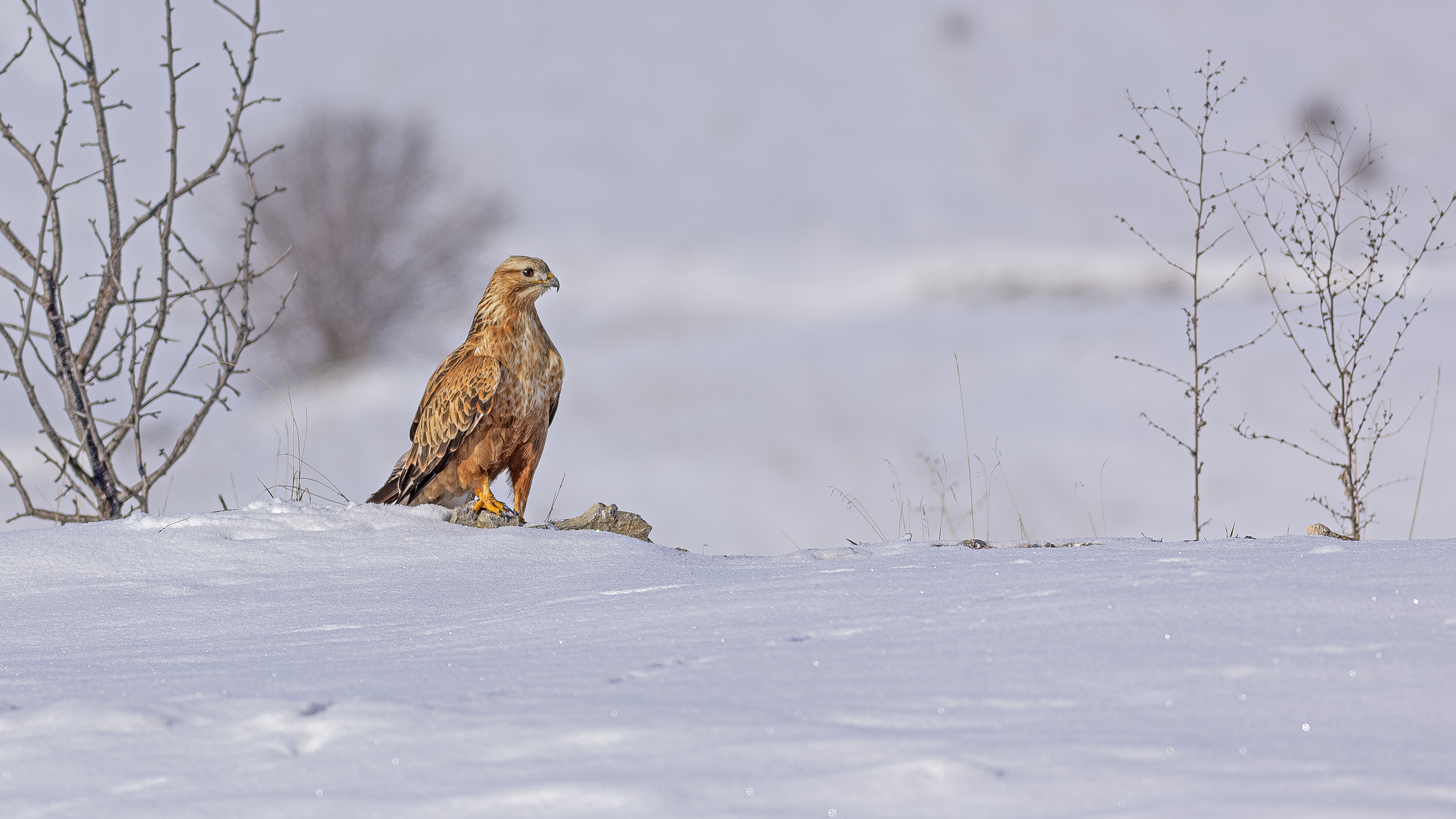 Kızıl şahin » Long-legged Buzzard » Buteo rufinus