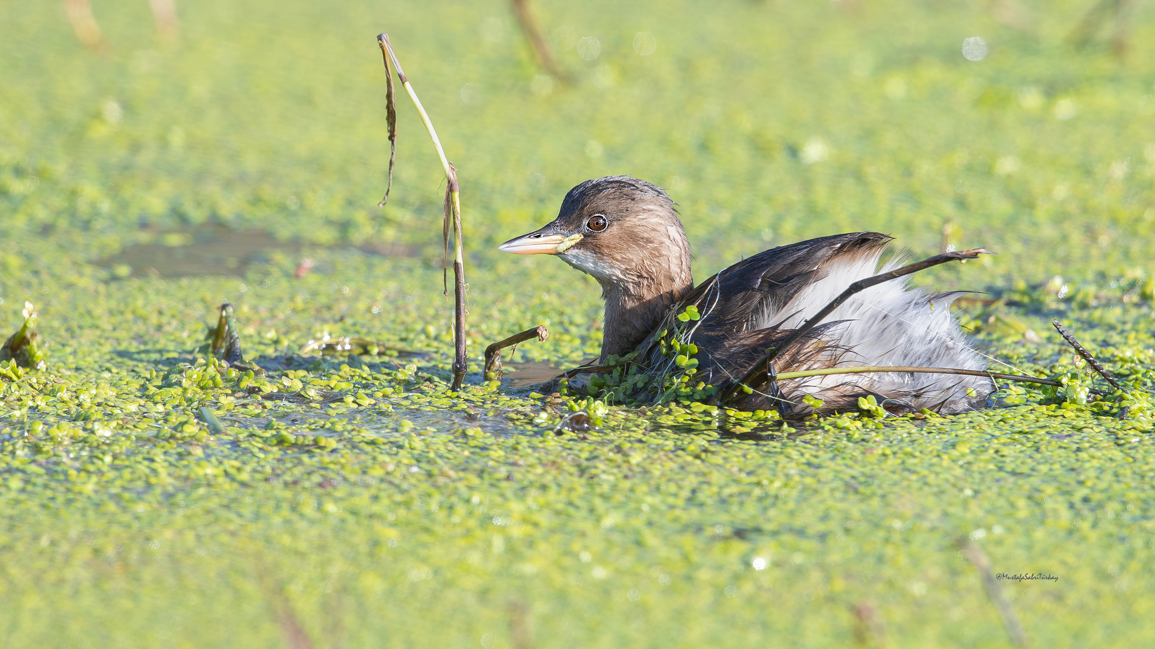 Küçük batağan