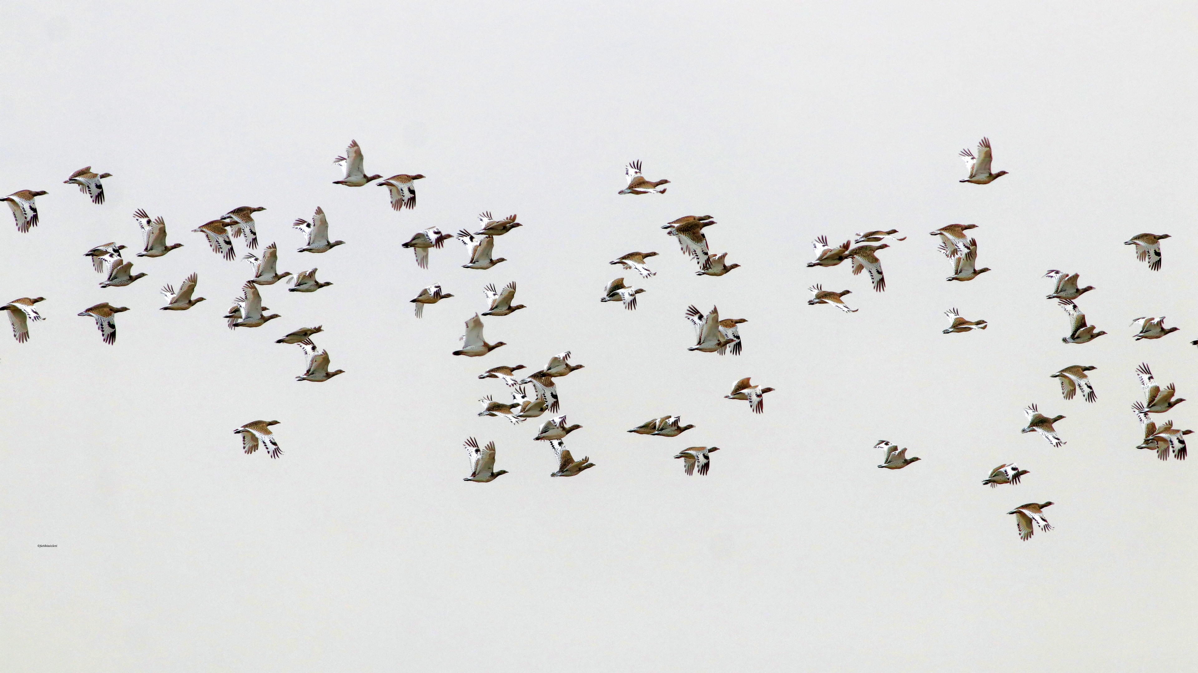 Mezgeldek » Little Bustard » Tetrax tetrax